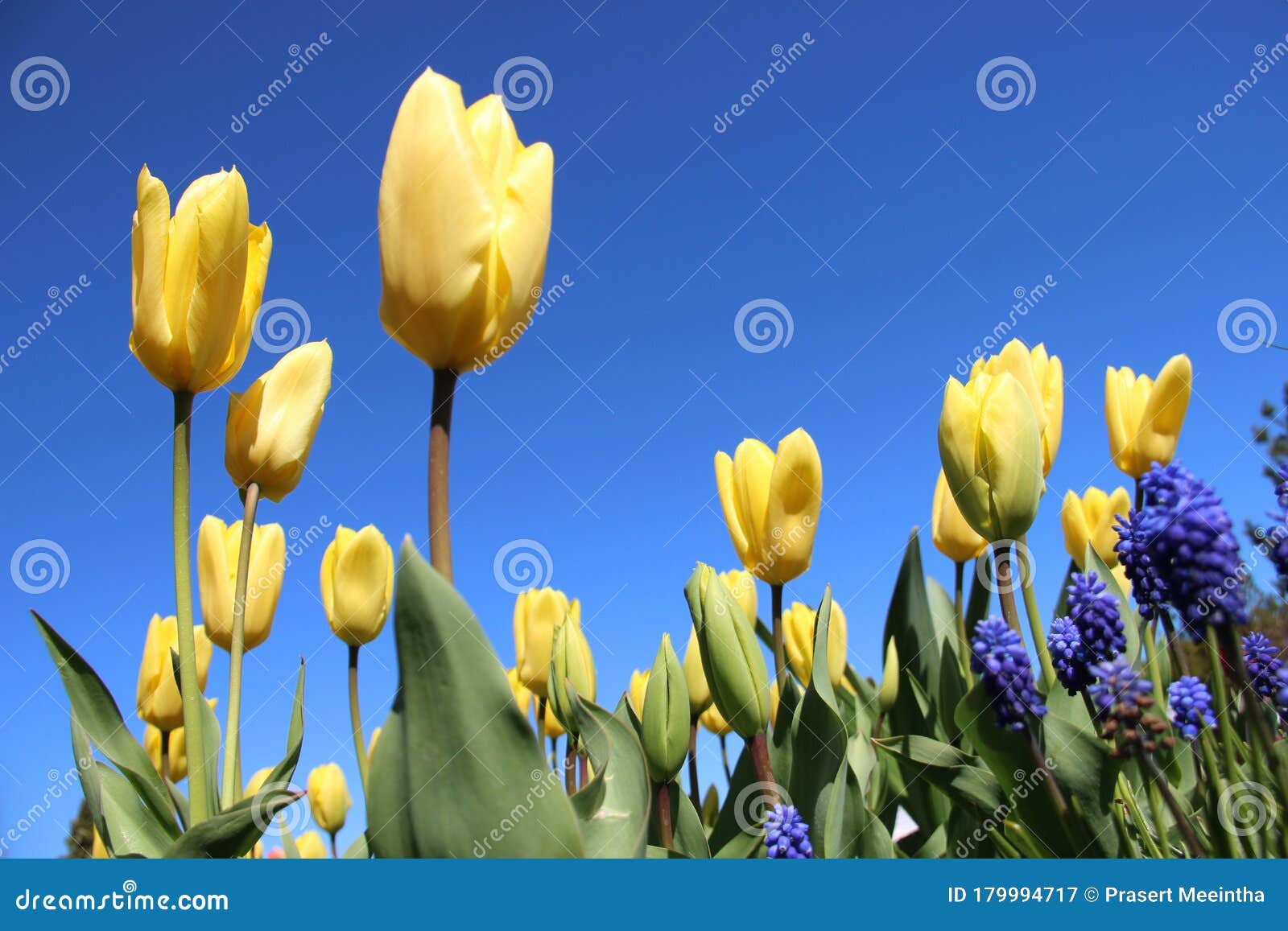 Цветы и тюльпаны Будущего Белла Стоковое Изображение - изображениенасчитывающей цветасто, снаружи: 179994717