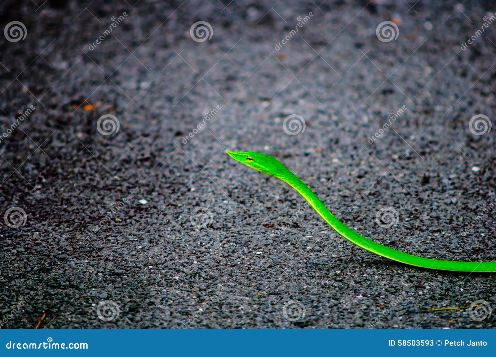 Какой цвет змеи 2025. Маленькая зеленая змея на дороге. Змеи зелёный отлив. Змея в салатовой обводке. Ползущая в сторону змея зеленая.