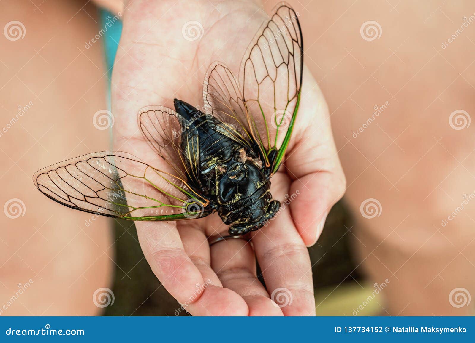 Цикады люди. Цикада Кусачия. Муха цикада кусается. Цикада на ладони. Большая цикада на руке.