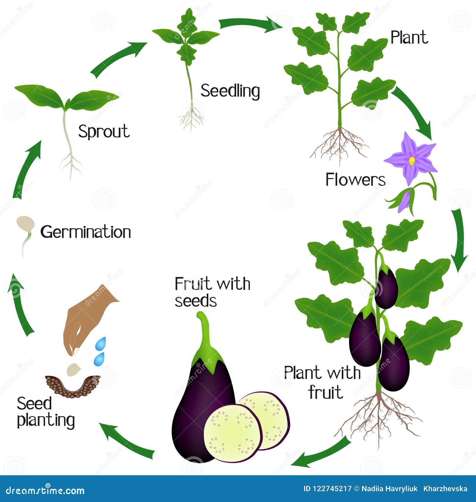 Жизненный цикл баклажана. Этапы роста баклажана. Цикл роста овощей для дошкольников. Строение баклажана.