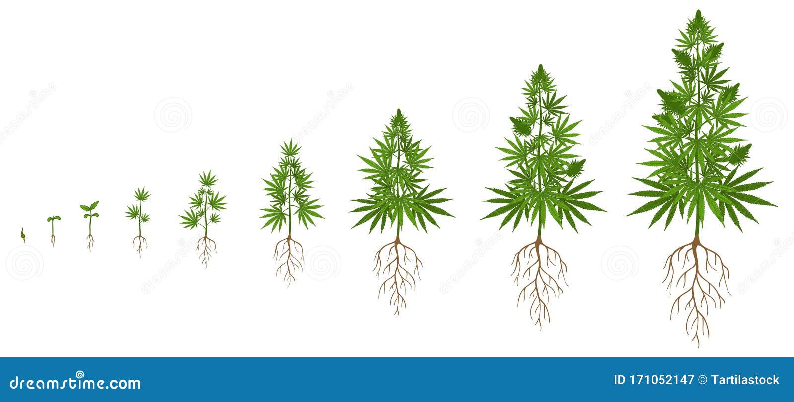 Стадии развития марихуаны как правильно посадить семечки конопли