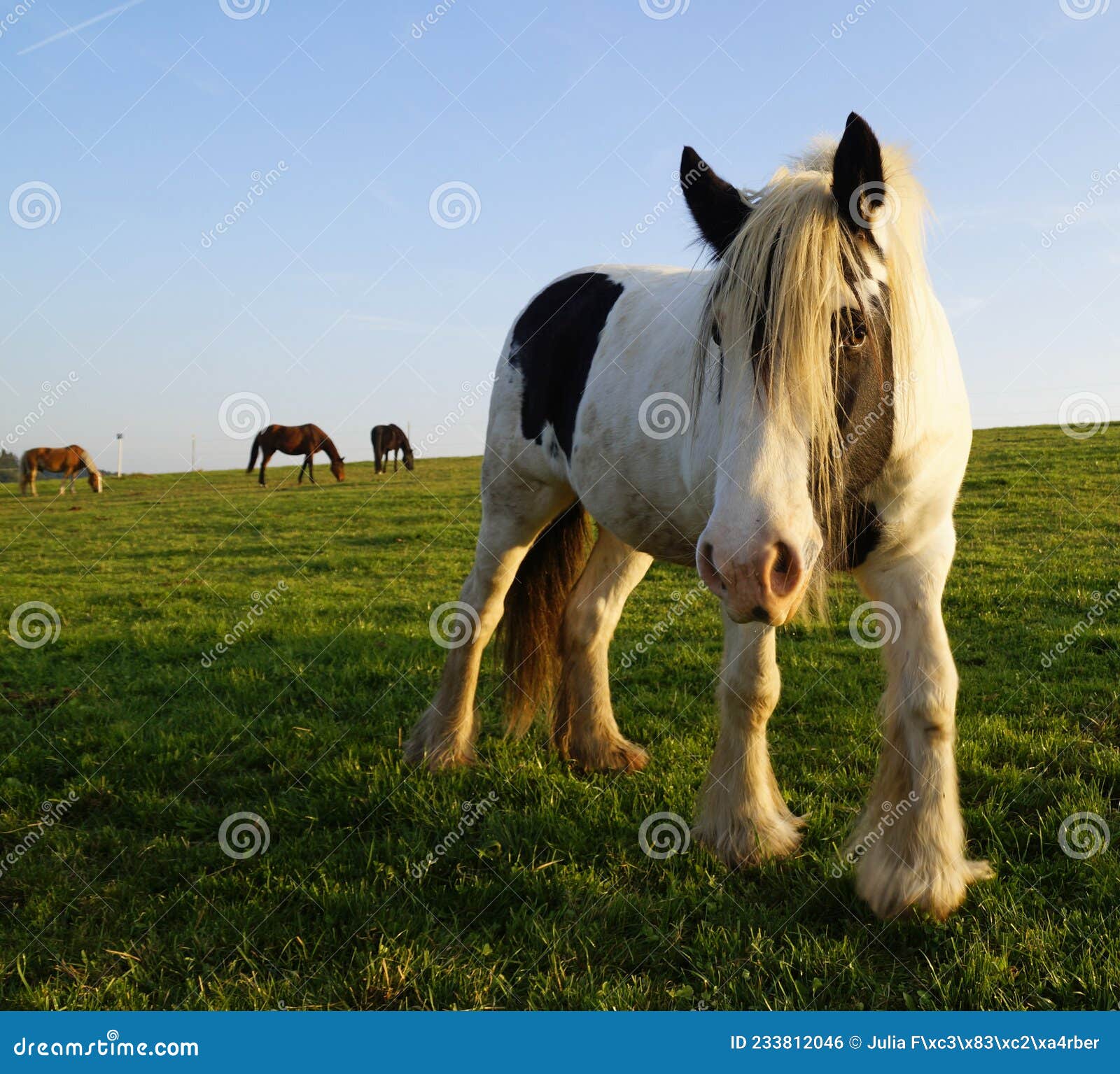 цыганский конь или цыганский баннер в баварской деревне биркач германи  Стоковое Фото - изображение насчитывающей трава, новичок: 233812046