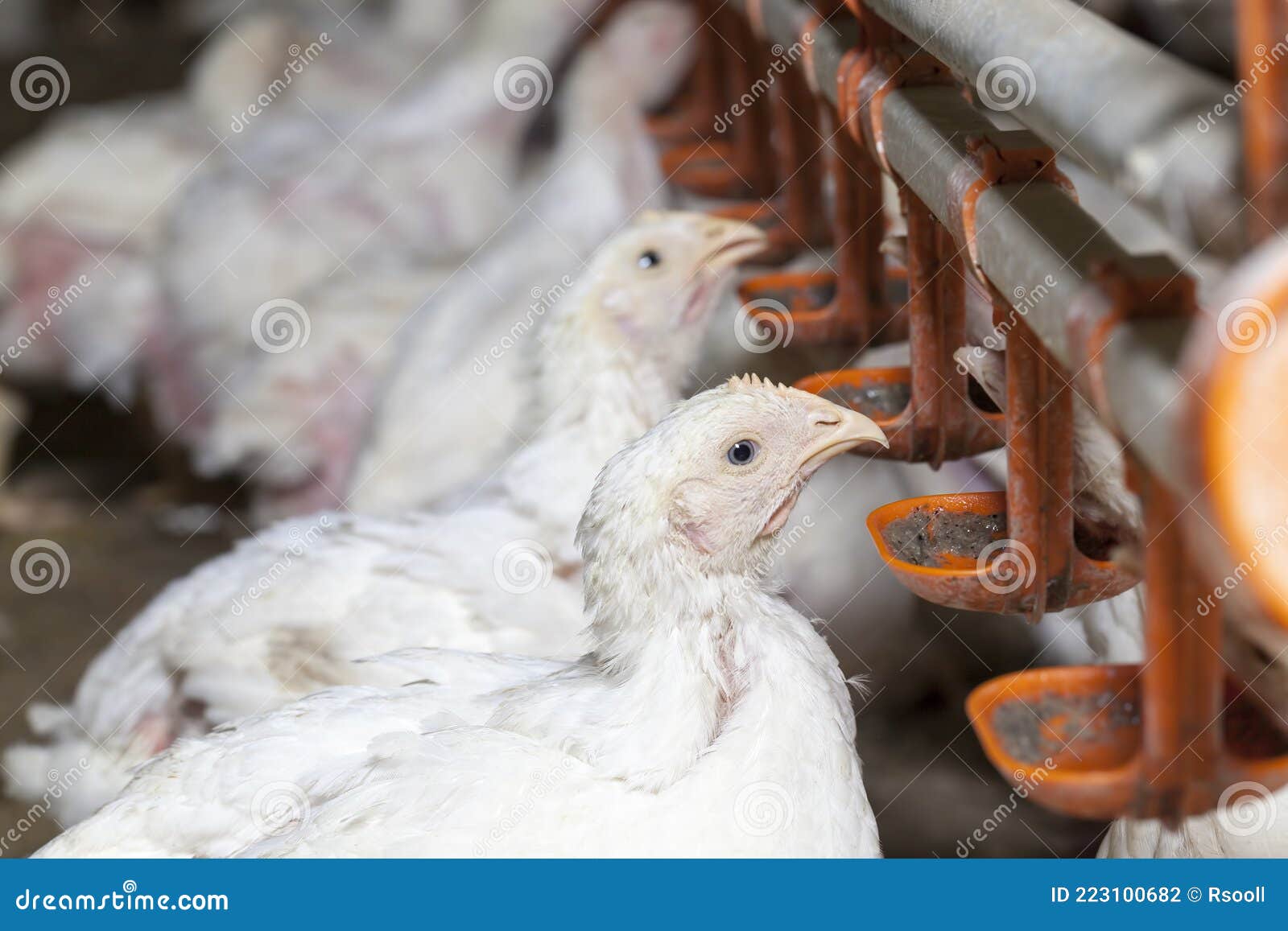 цыплята на птицефабрике крупным планом Стоковое Фото - изображение  насчитывающей клюв, клетка: 223100682