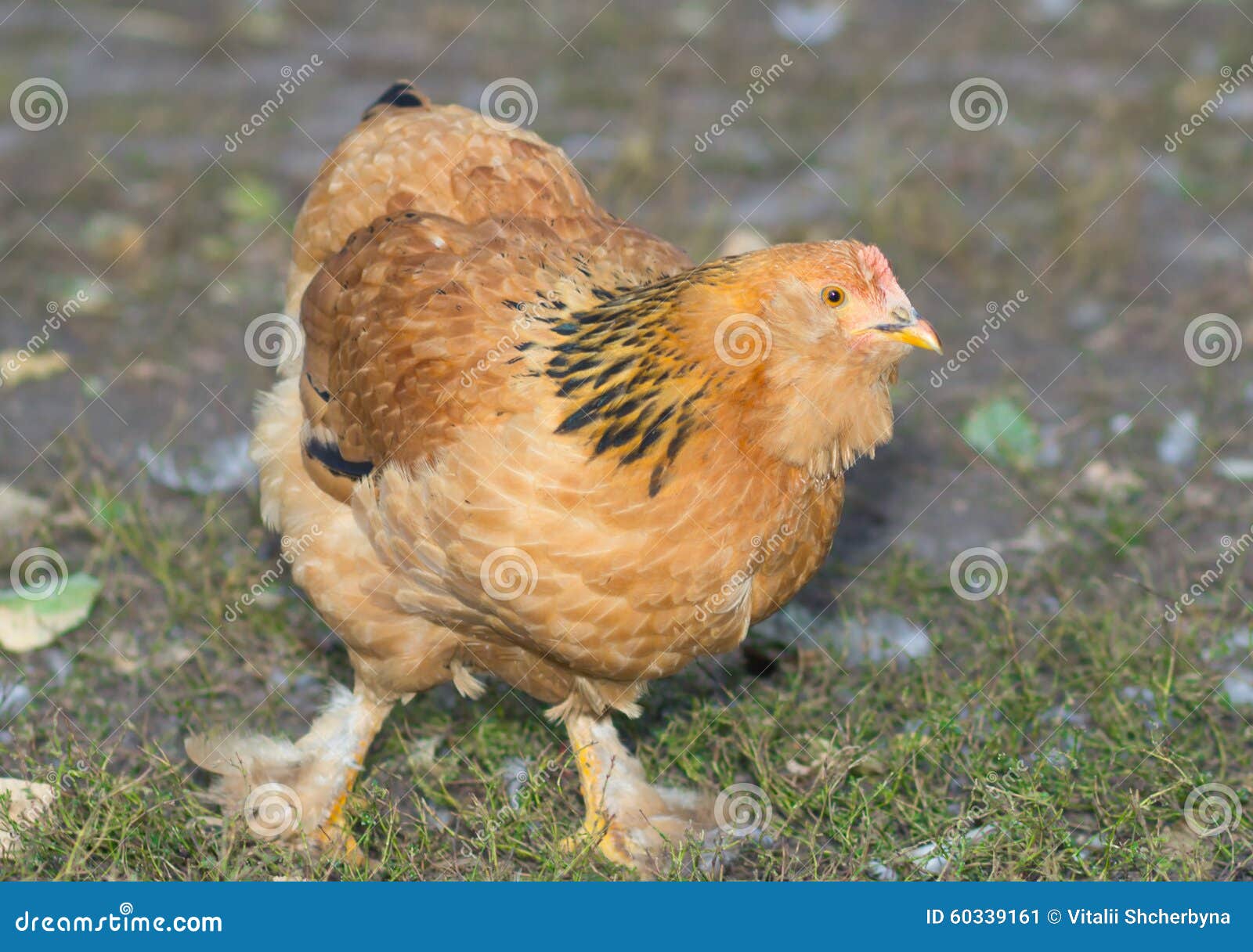 Курица между ног. Цыплята кур с мохнатыми ногами. Куры с волосатыми лапами. Куры с волосатыми ногпсм. Цыплята Доминант с мохнатыми ножками.