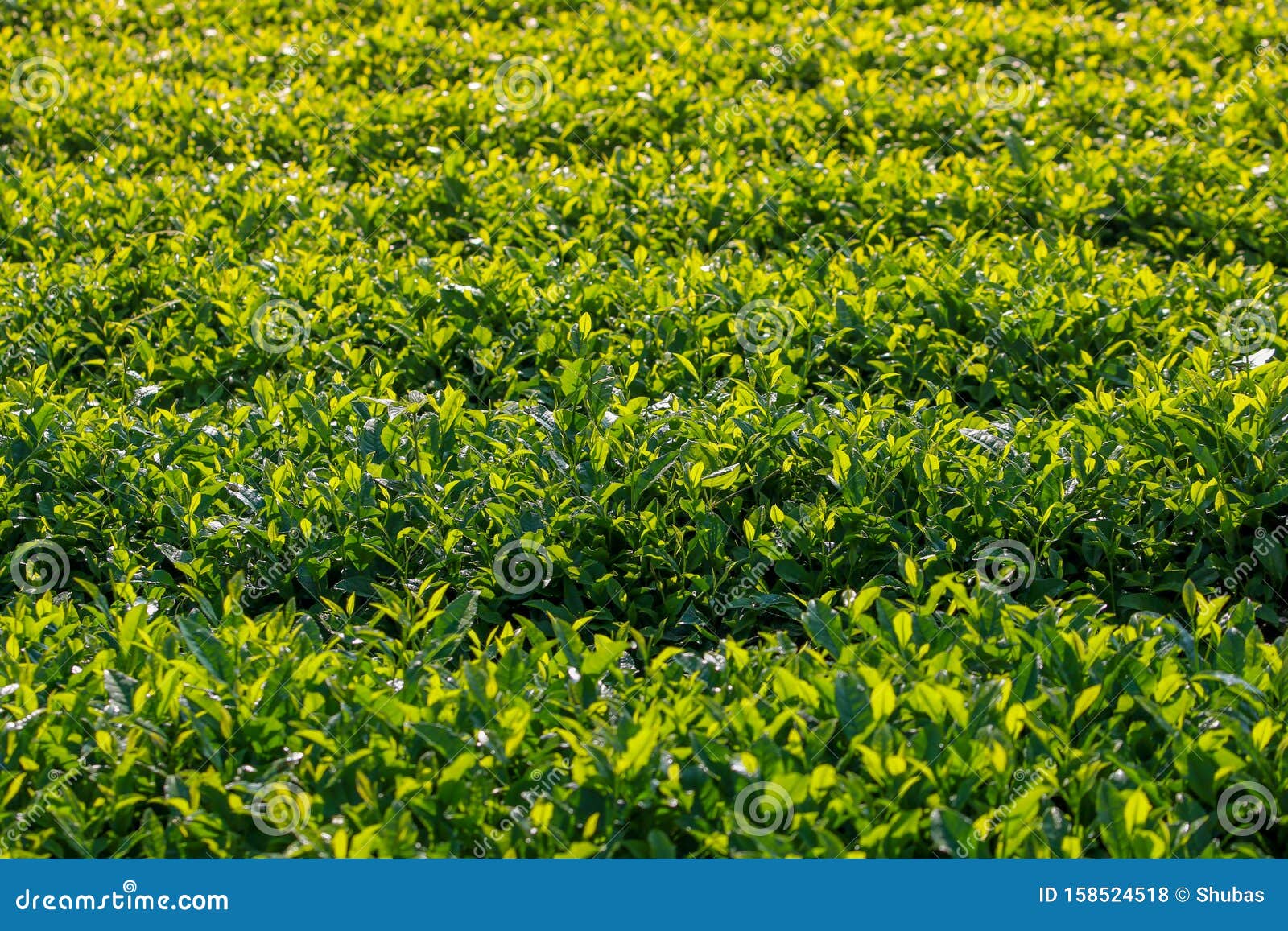 Чайная плантация в Японии Зеленые кусты, красивый фон Стоковое Фото - изображение насчитывающей хлебоуборка, свеже: 158524518