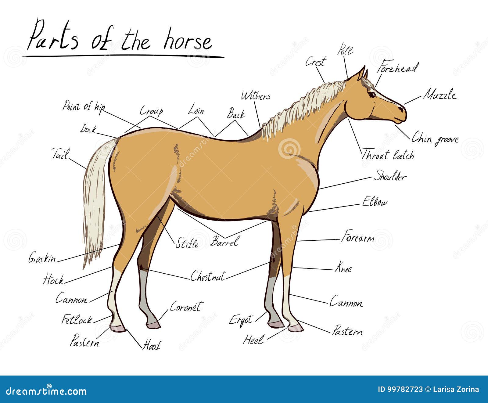Конь части слова. Части лошади. Части тела лошади названия. Части тела лошади для детей. Строение тела лошади.