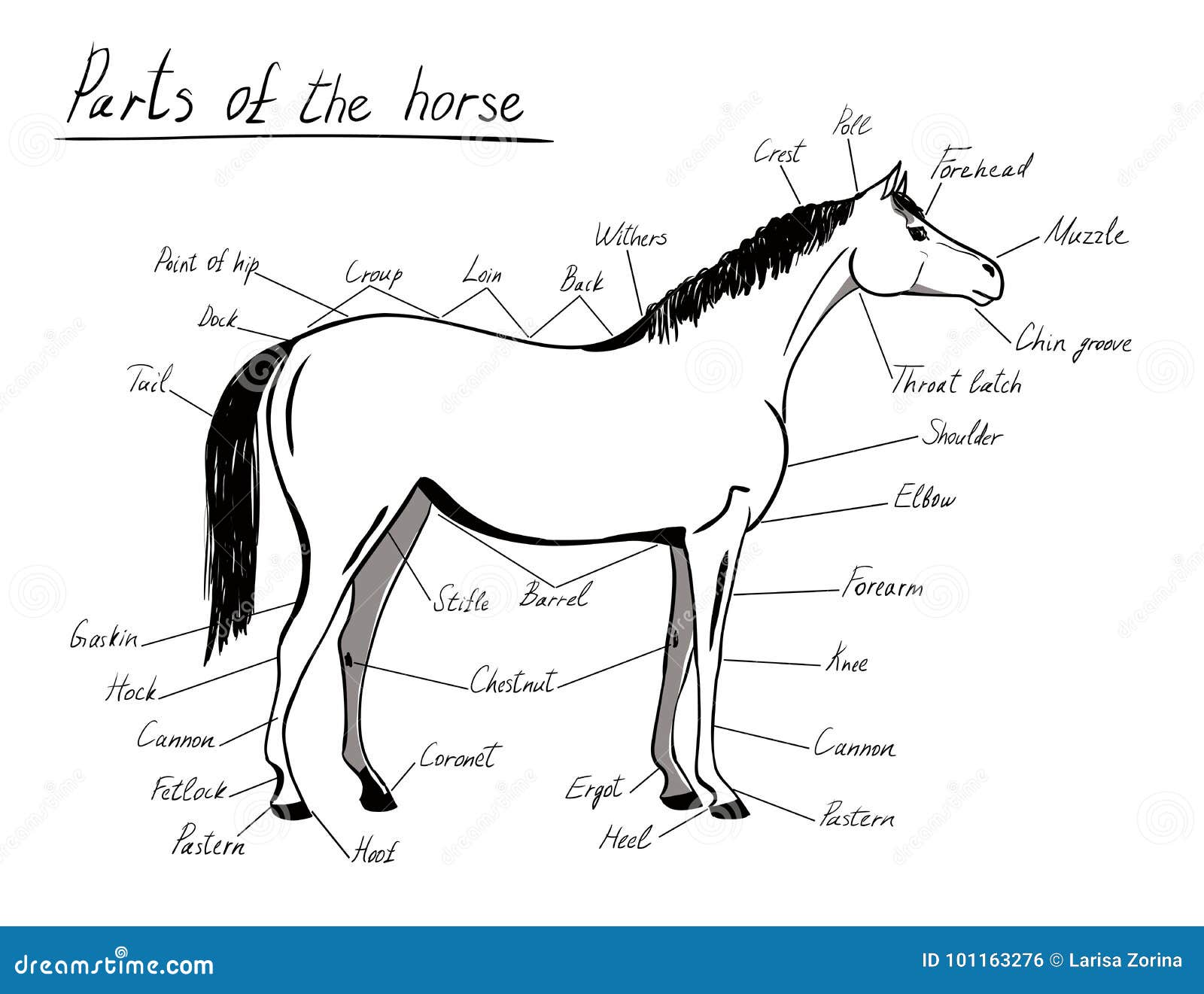 Конь части слова. Части тела лошади. Лошадь схема. Части тела лошади схема. Лошадь части тела плакат.