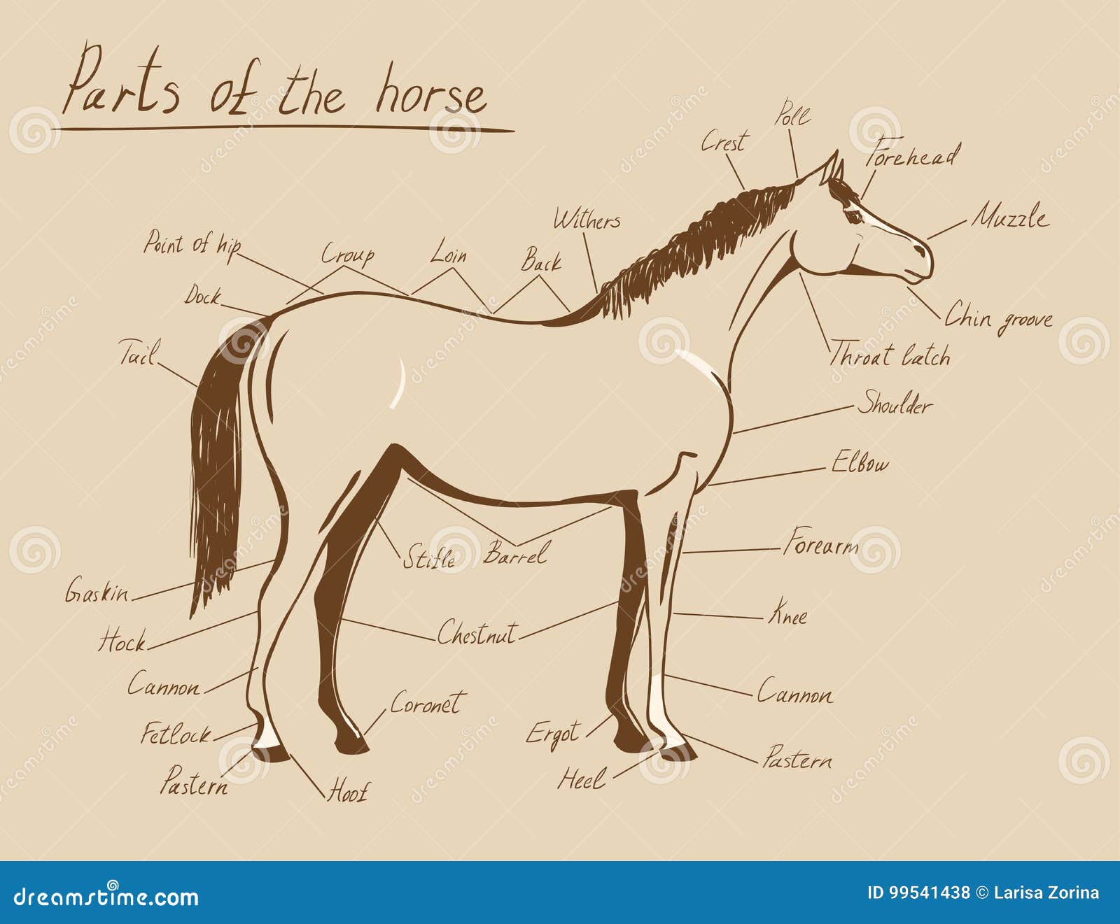 Конь части слова. Конные схемы. Анатомия лошади чертежи. Анатомия лошади плакат. Анатомия лошади для скульптора.