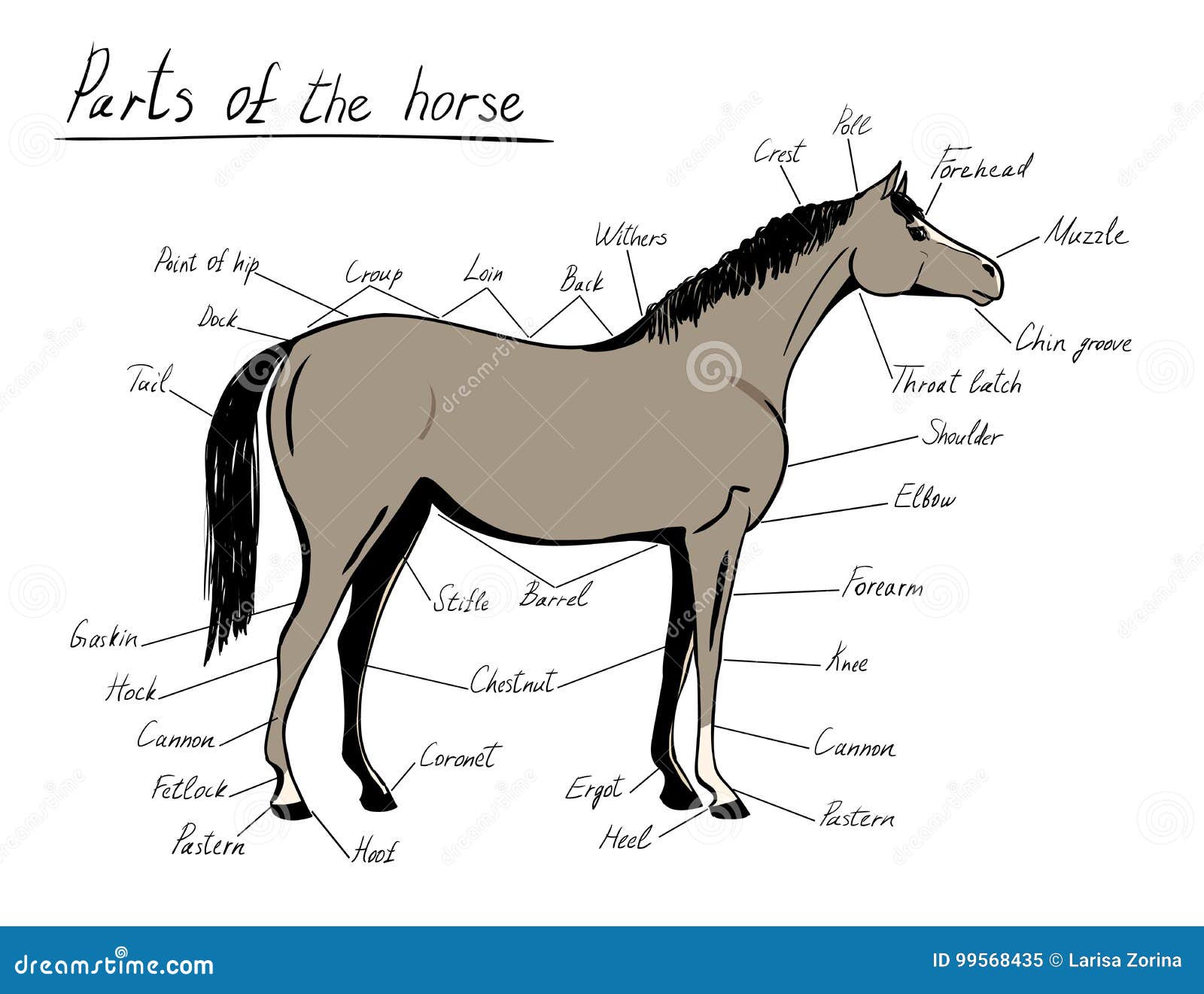 Конь части слова. Части лошади. Части тела лошади. Лошадь со всех сторон. Лошадь анатомия Графика.