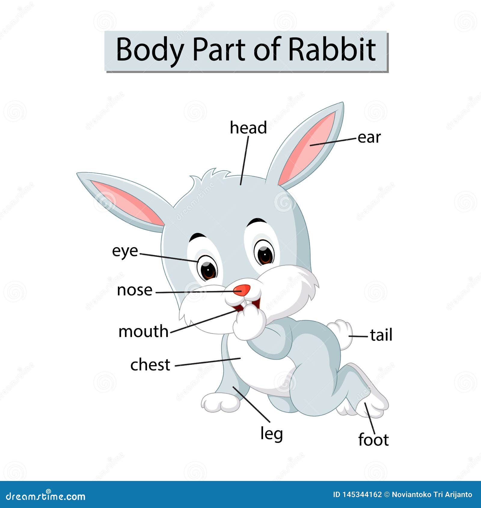 Как будет на английский ваш зайчик. Части тела зайца. Части тела животных на английском. Части тела кролика для детей. Заяц части тела на английском.