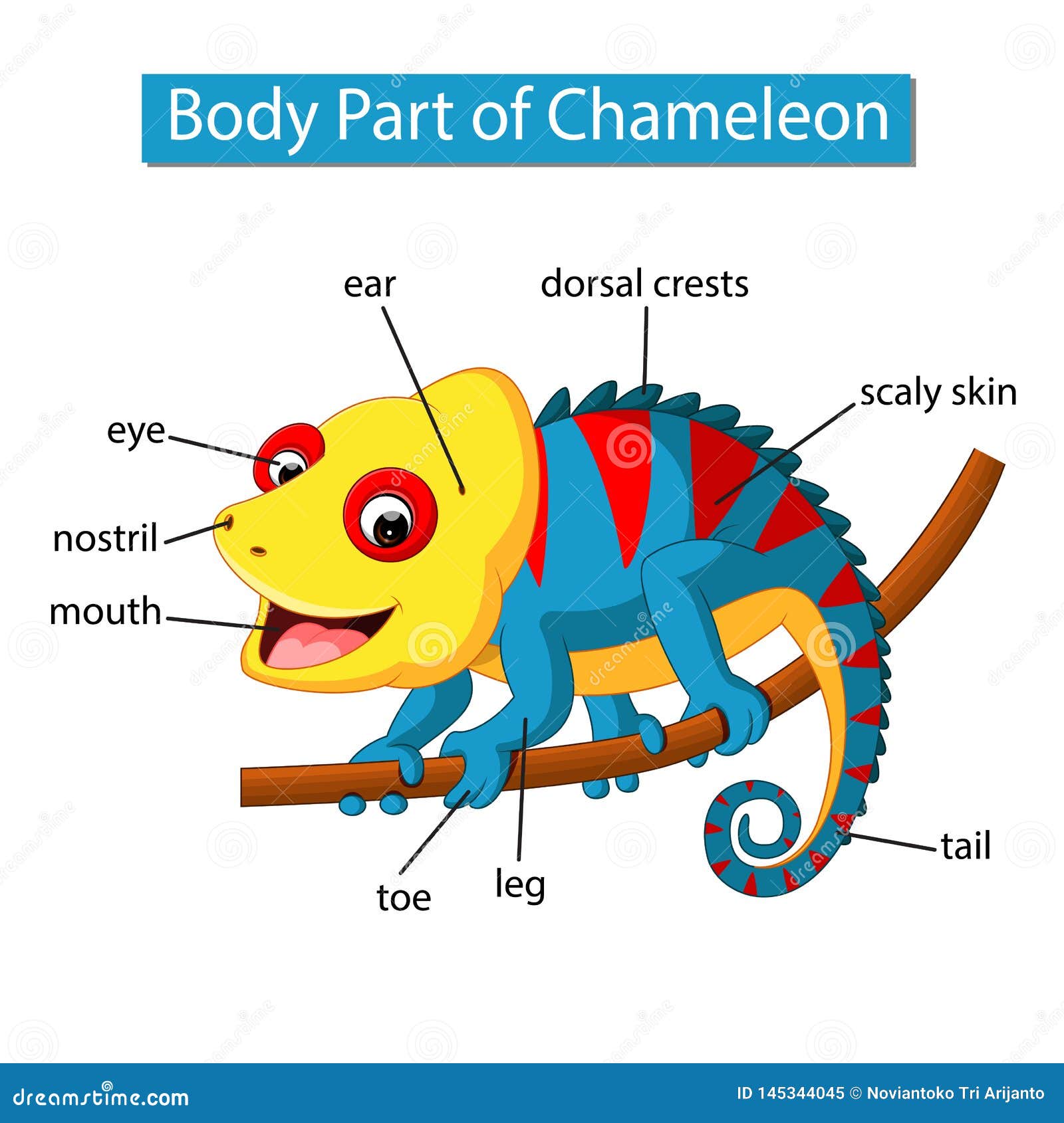Строение хамелеона. Анатомия хамелеона. Внешнее строение хамелеона. Части тела хамелеона.
