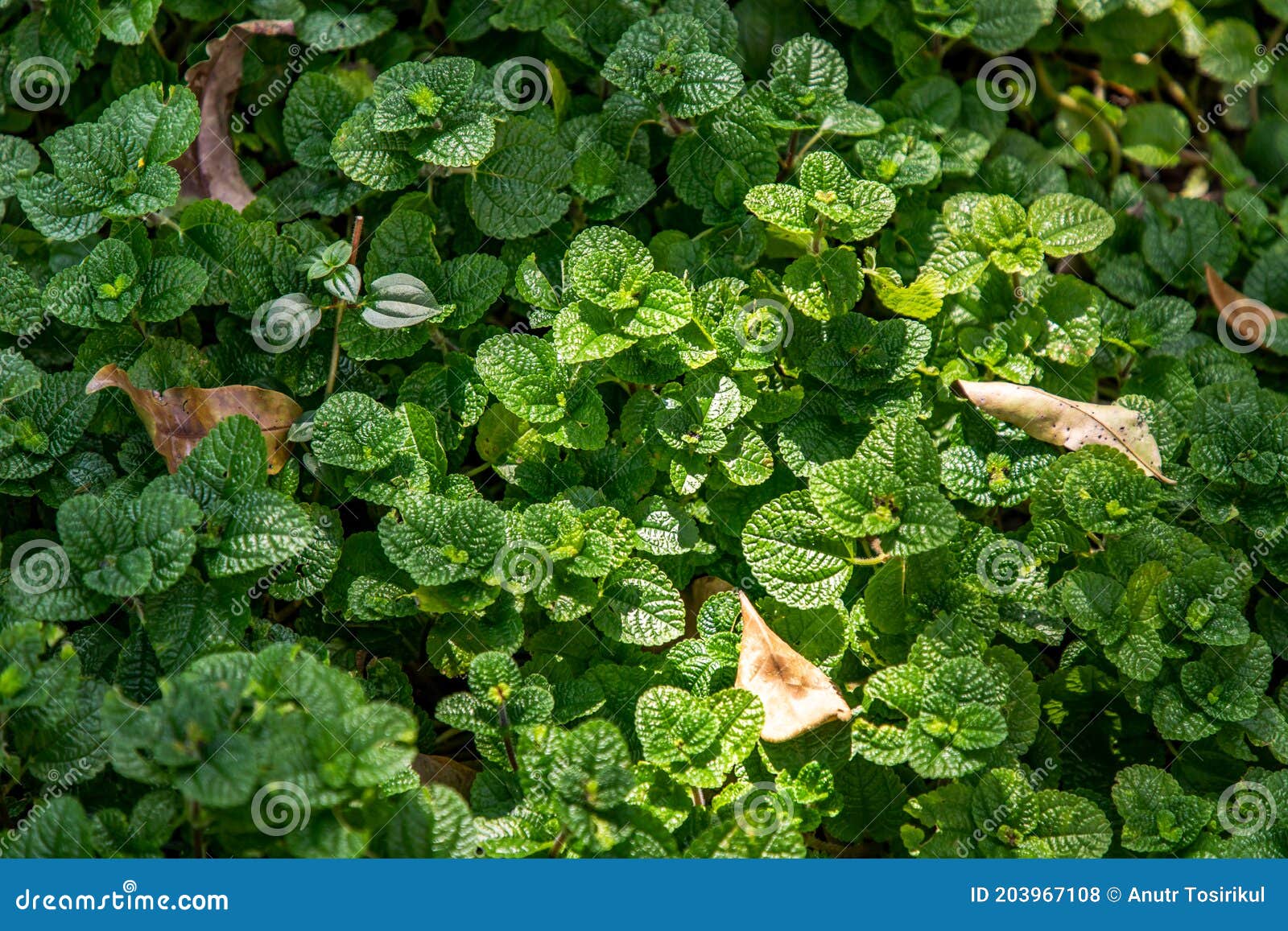 Чеканьте листья зеленые фона. Листья травы растут в огороде Стоковое Фото -  изображение насчитывающей зеленый, свеже: 203967108