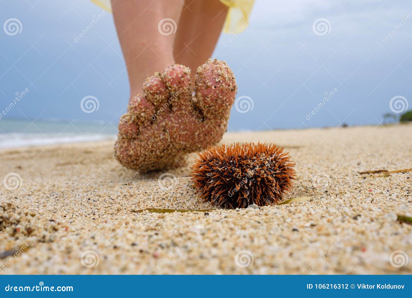 салфетка морской еж. андалузский пес морской еж. иглы морских ежей. морской еж ноги. морской еж приморский край.