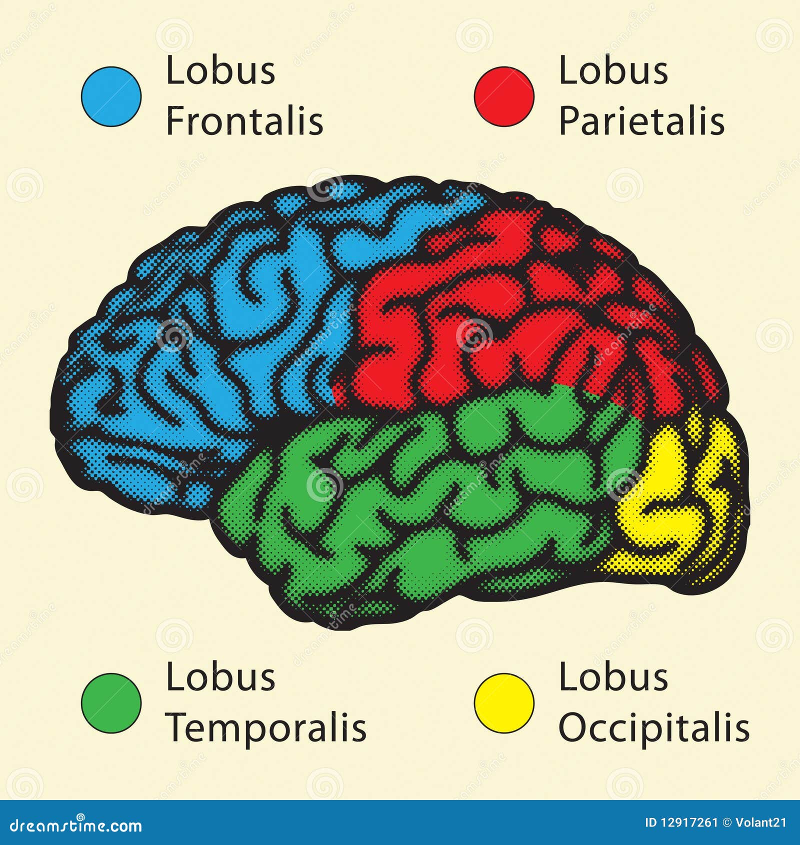 Латинское название мозга