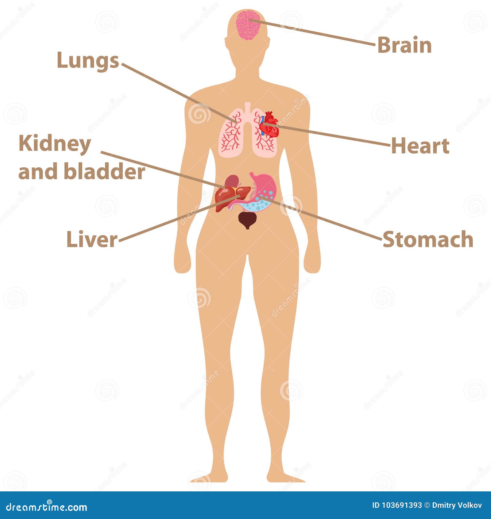 Головной мозг печень кровь. Human Organ Placement. Сердце, легкие, печень, почки, желудок.