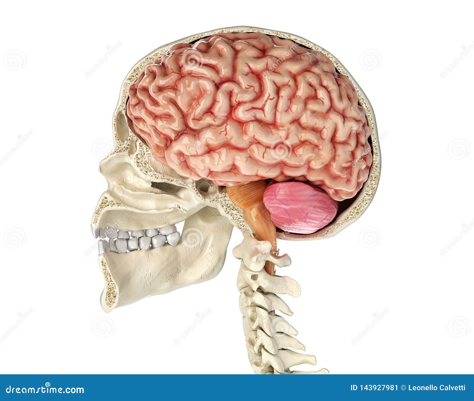 головной мозг в профиль. череп защищает головной мозг. расположение мозга в полости черепа. строение мозга в черепной коробке. череп защищает головной мозг.