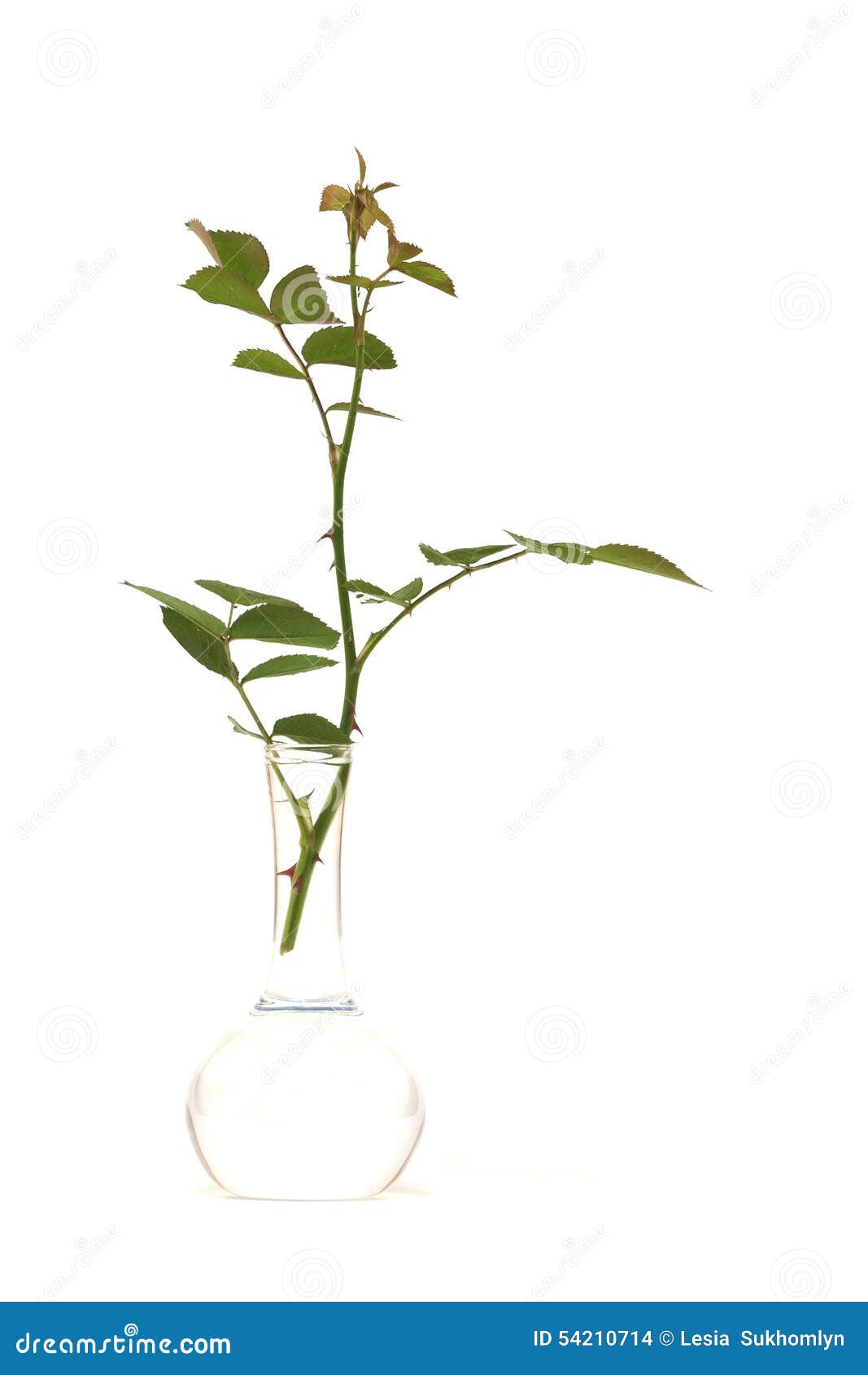 Розы дали побеги в вазе. Росток в вазе. Росток в вазе фото. Легкий Пушок вокруг стеблей цветов в вазе.