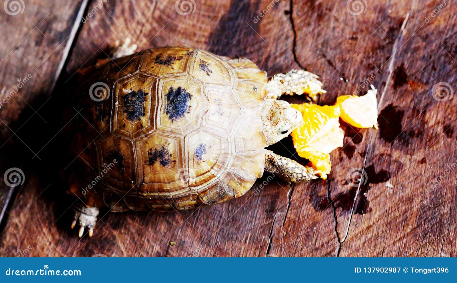 Черепахи которые едят апельсины очень вкусный Стоковое Изображение -  изображение насчитывающей вызвано, пол: 137902987