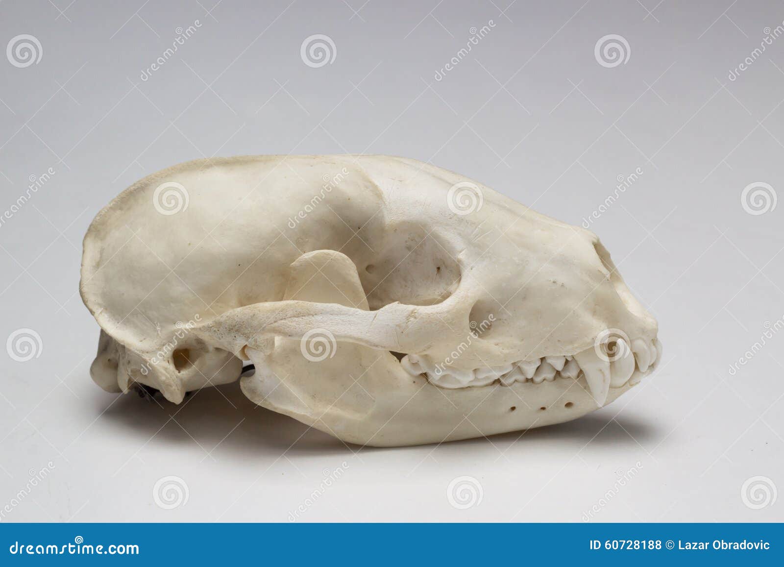 Череп шиншиллы