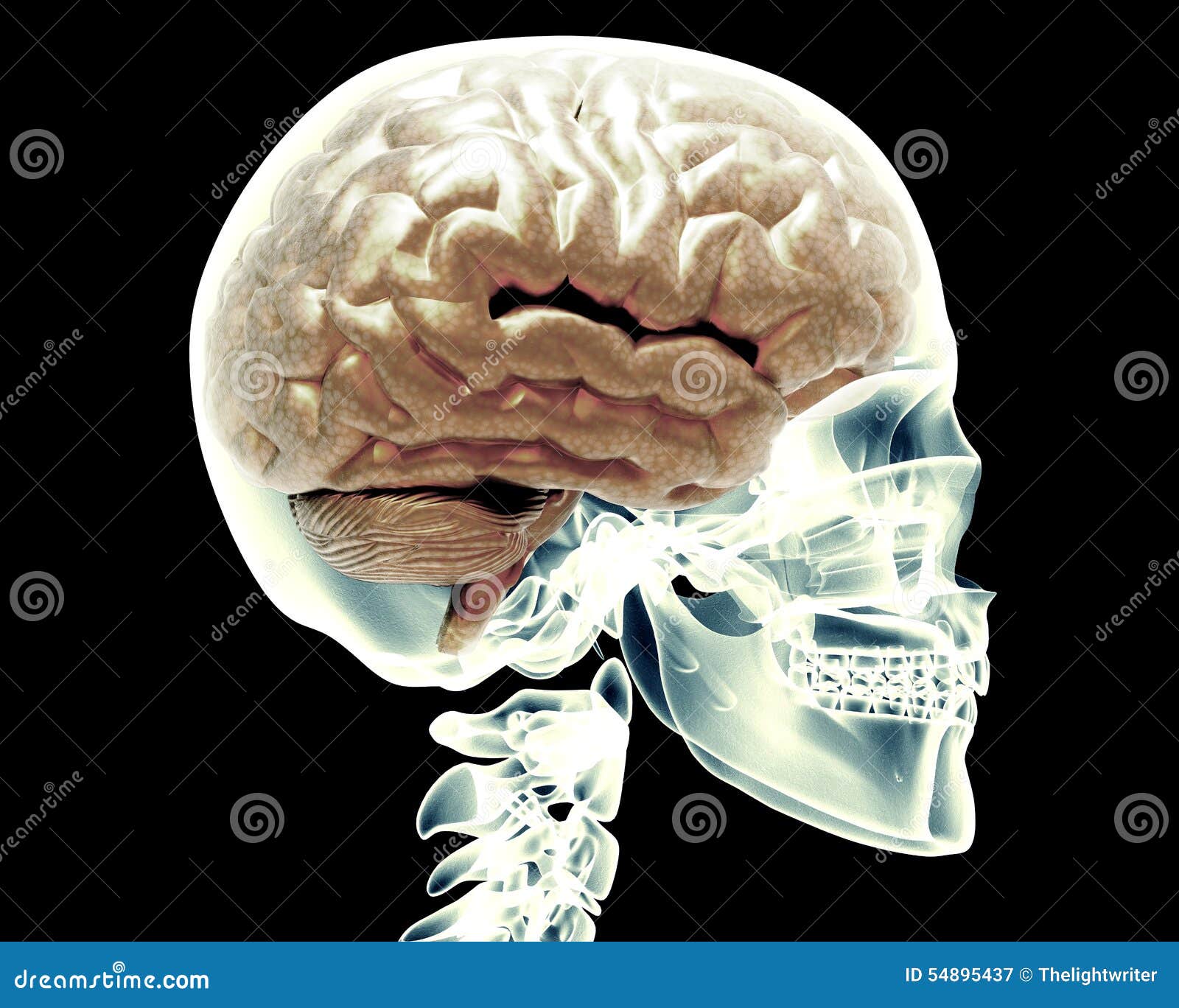 Мозги в черепной коробке. Головной мозг человека в черепе. Мозг в черепной коробке.