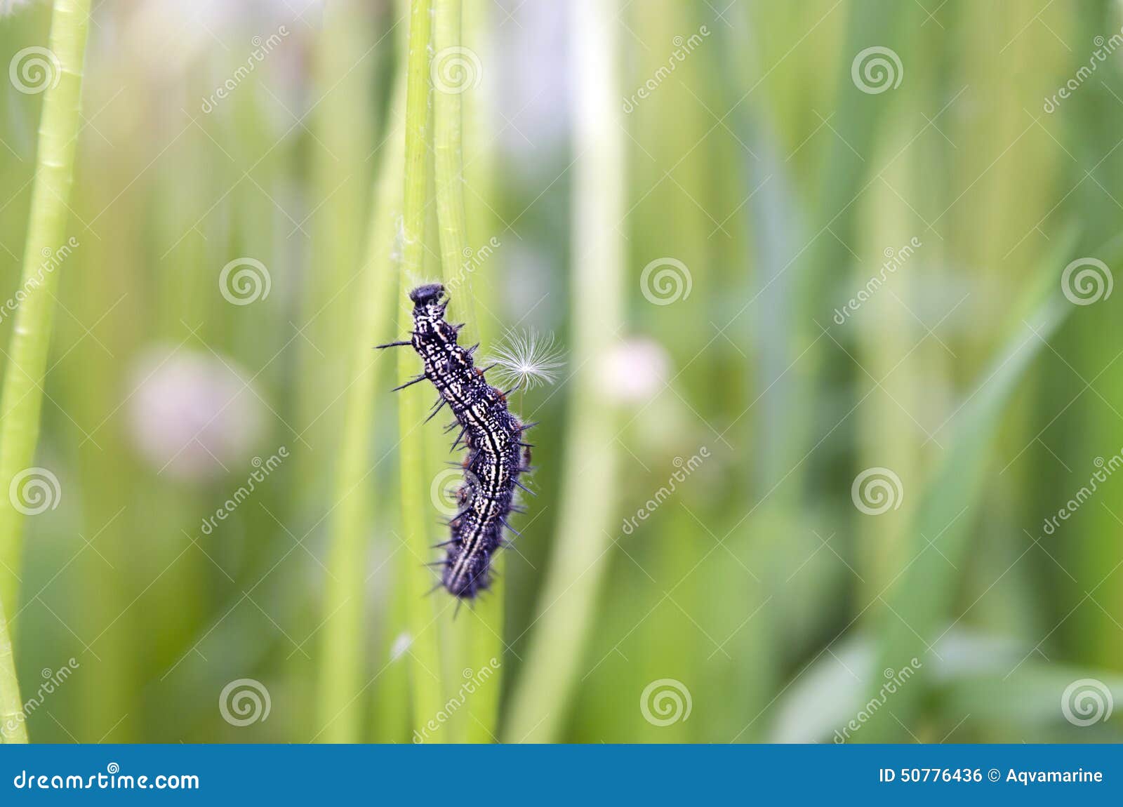 Червяк проползает мимо травинки за две минуты. Черная гусеница на траве. Чёрная гусеница с шипами. Black Caterpillar чёрная гусеница. Черная гусеница со звездами на спине.