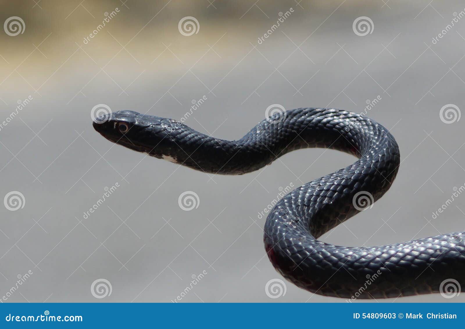 Черная змея на голове пятна. Блейк Снейк чёрная змея. Змея черная с желтыми ушками. Черная змея с прямоугольной головкой. Черная змея с белым брюхом.