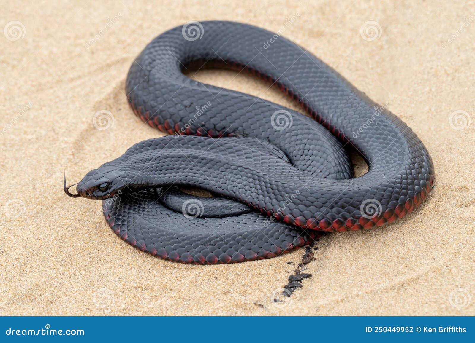 черная змея, краснокожая стоковое фото. изображение насчитывающей  австралийцев - 250449952