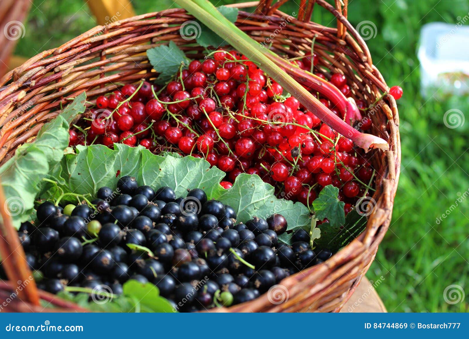 ягоды малина голубика. ягоды брусника и клюква. клубника лесная. ягоды красной смородины. клюква крупноплодная рубиновая россыпь 30шт/гавриш.