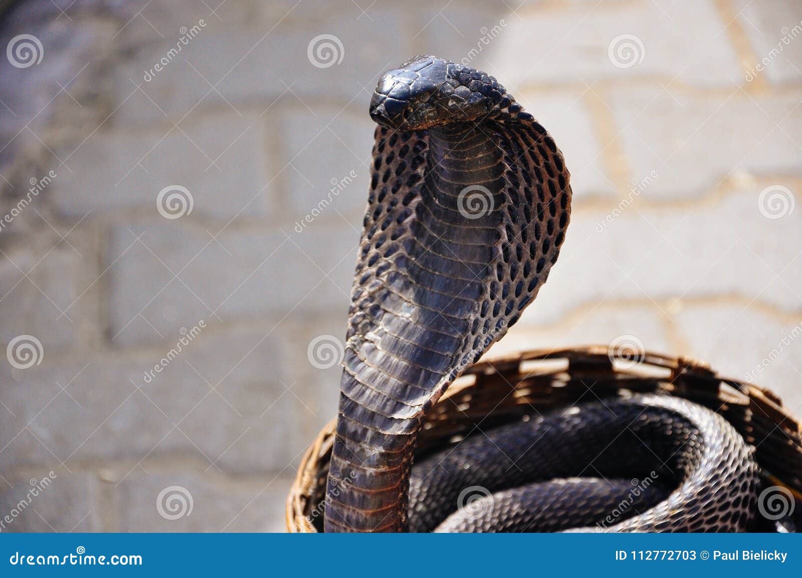 Черная кобра в Джайпуре, Индии Стоковое Изображение - изображение  насчитывающей около, макака: 112772703
