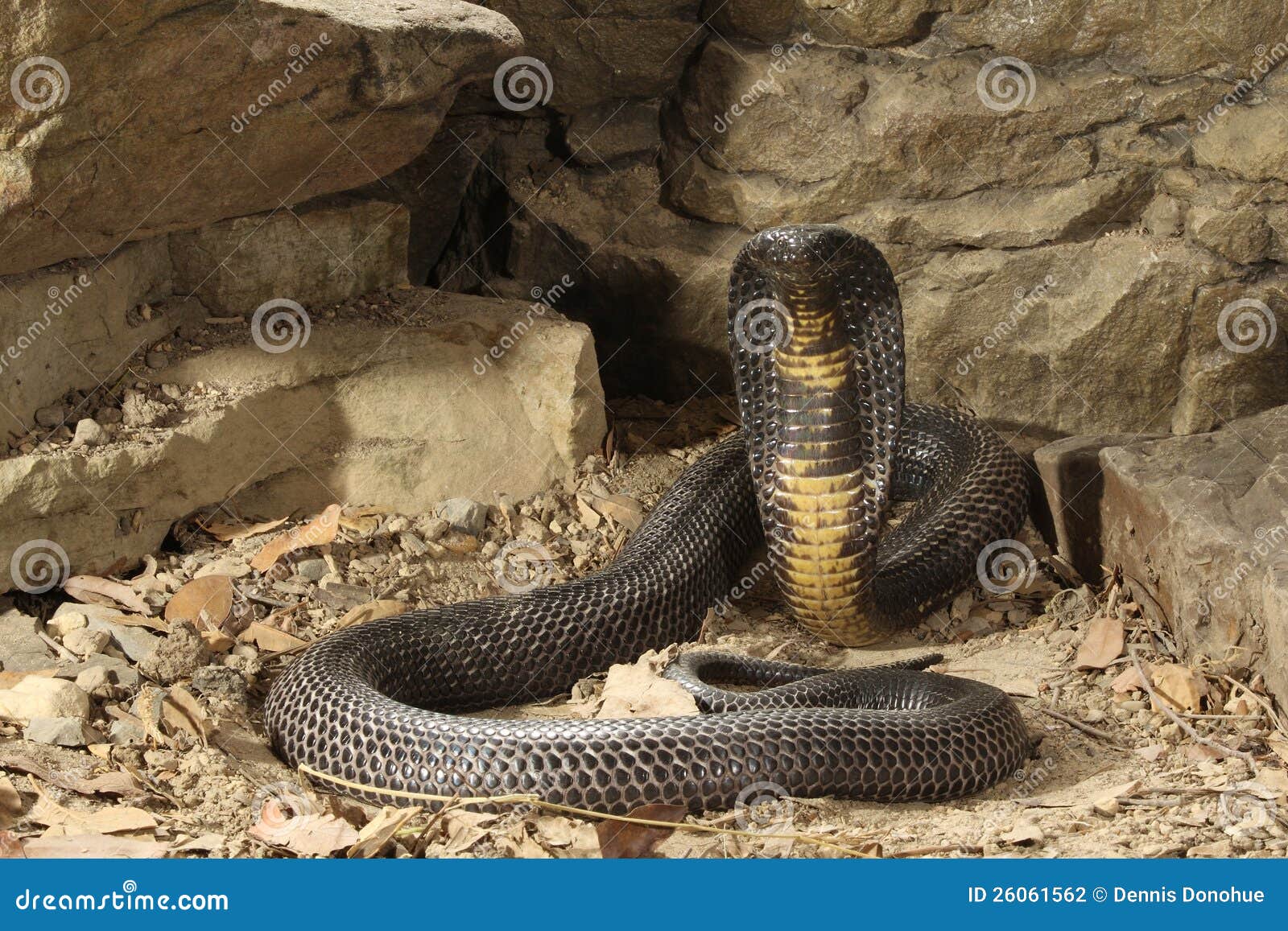 Черная кобра Пакистана стоковое фото. изображение насчитывающей змейка -  26061562