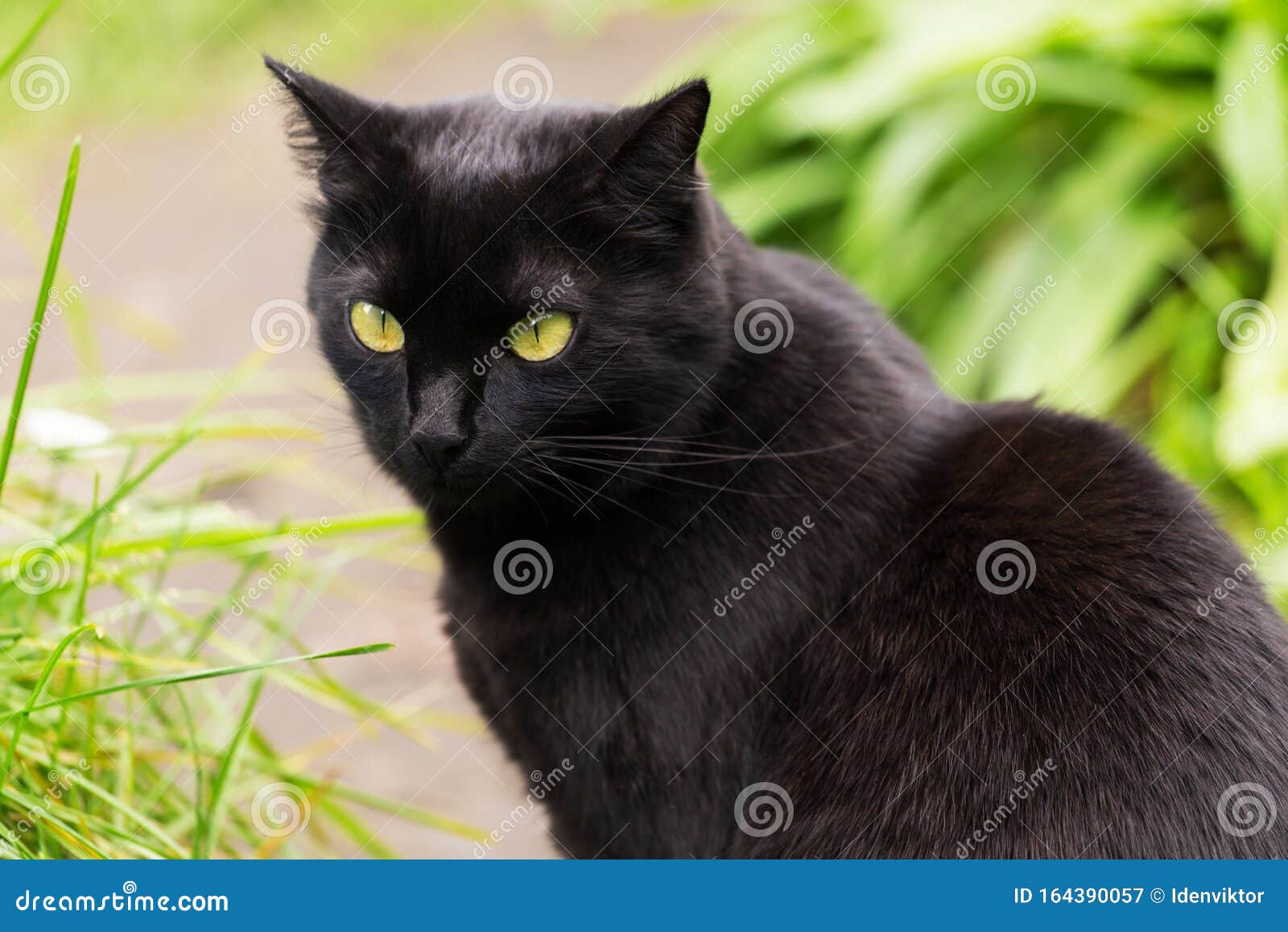 черная кошка из бомбея изображается с желтыми глазами и внимательным  взглядом в саду Стоковое Изображение - изображение насчитывающей взорвать,  смотреть: 164390057