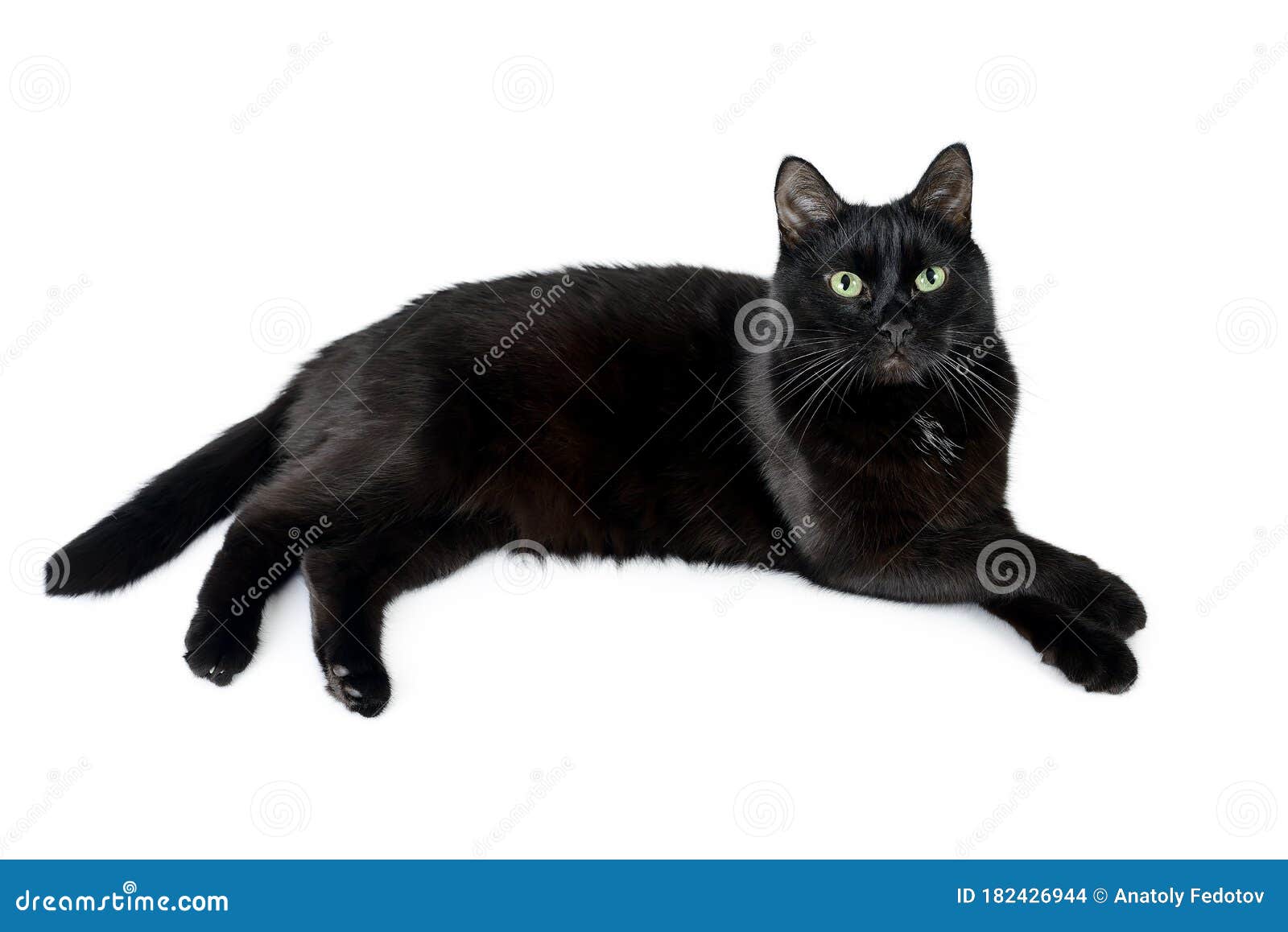 Черная кошка лежит на белом мирян лапе на лапе Стоковое Фото - изображение  насчитывающей содружественно, любознательно: 182426944