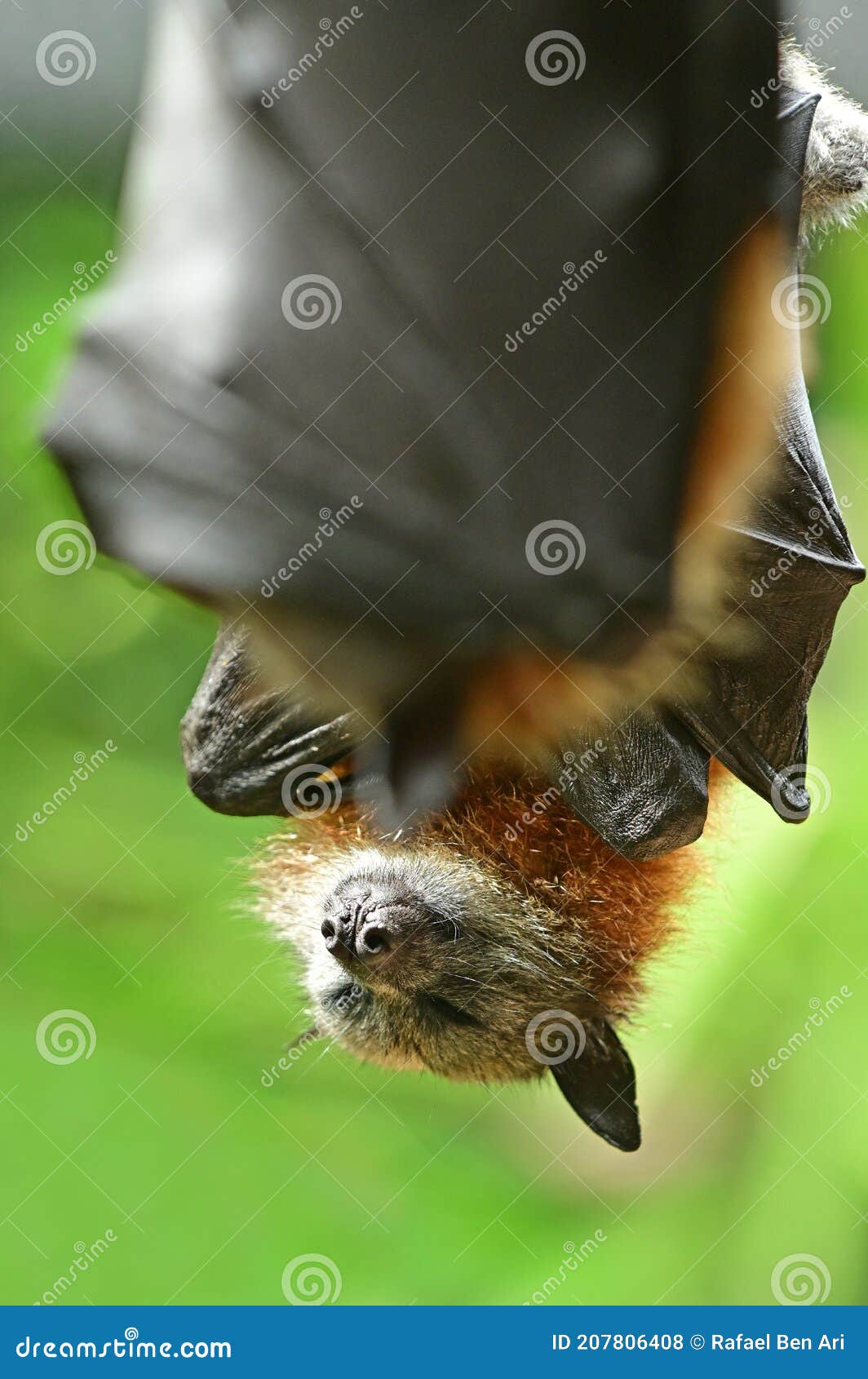 Черная летучая мышь фруктов лисы полета Стоковое Фото - изображение  насчитывающей взорвать, фауна: 207806408