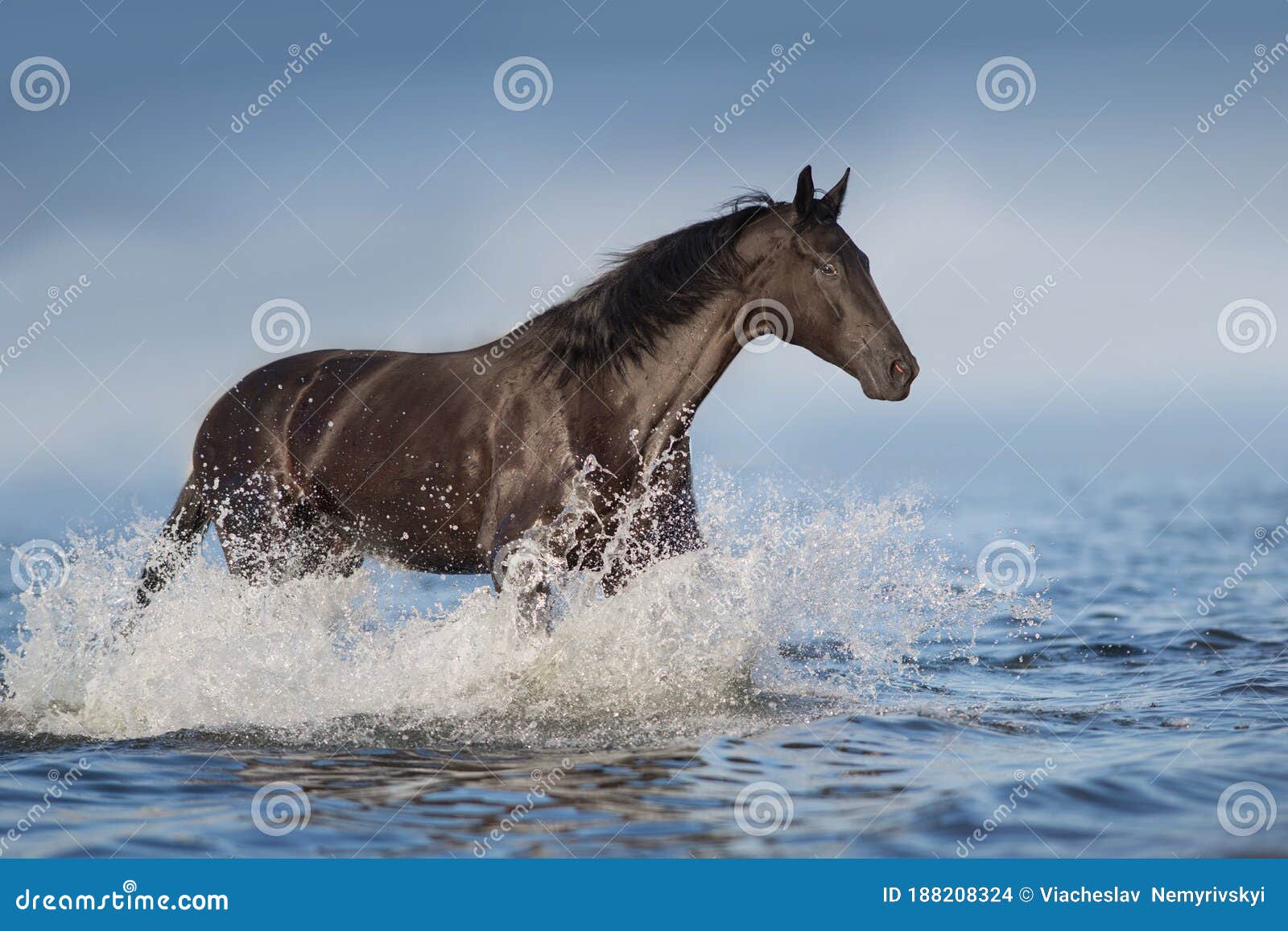 Черная лошадь с крыльями пляж море животное чашка кружка подставка напиток стол пробковая доска 