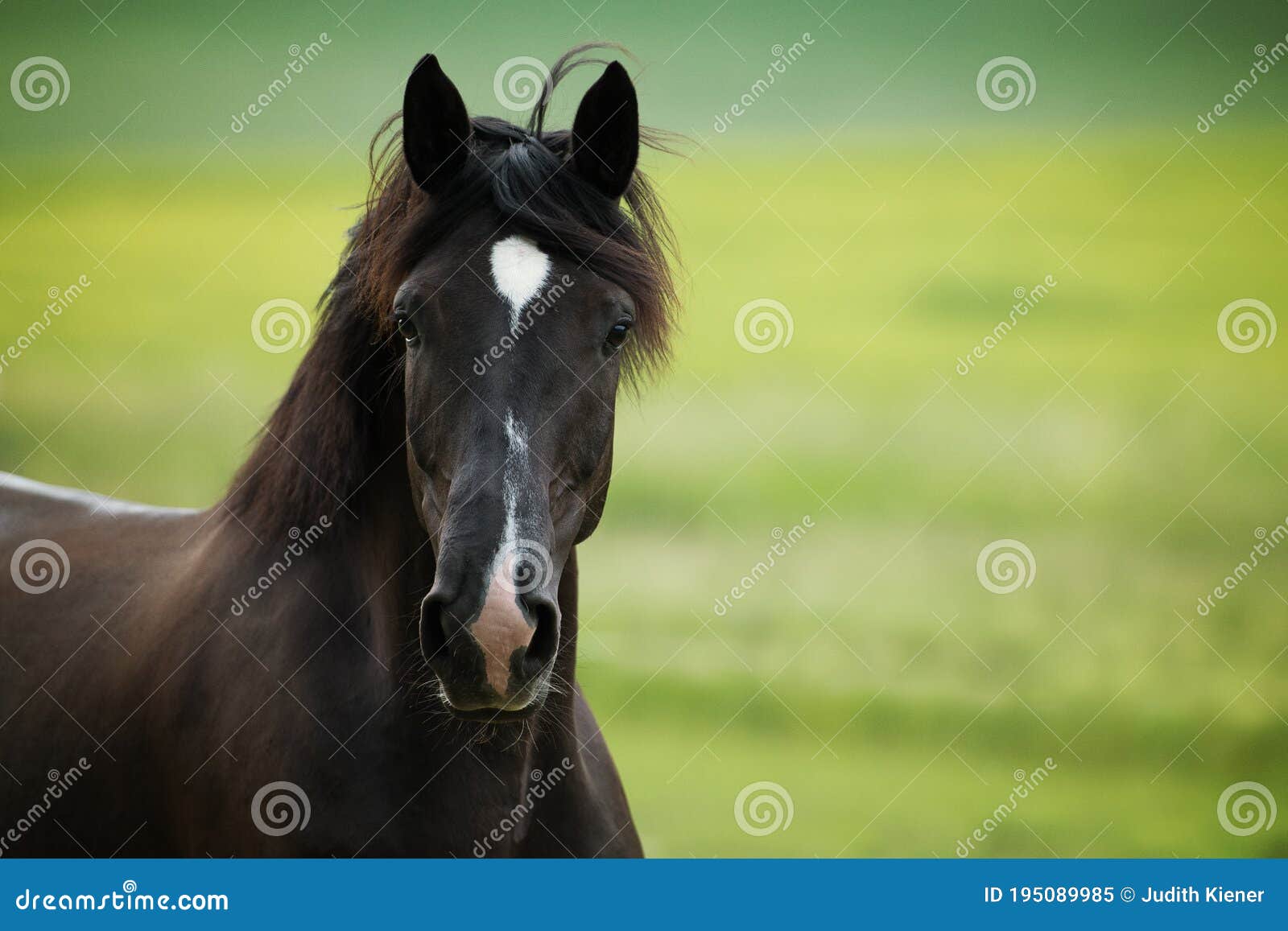 Черная лошадь проходит в Paddock рысцой Стоковое Изображение - изображение  насчитывающей бобра, галопы: 195089985