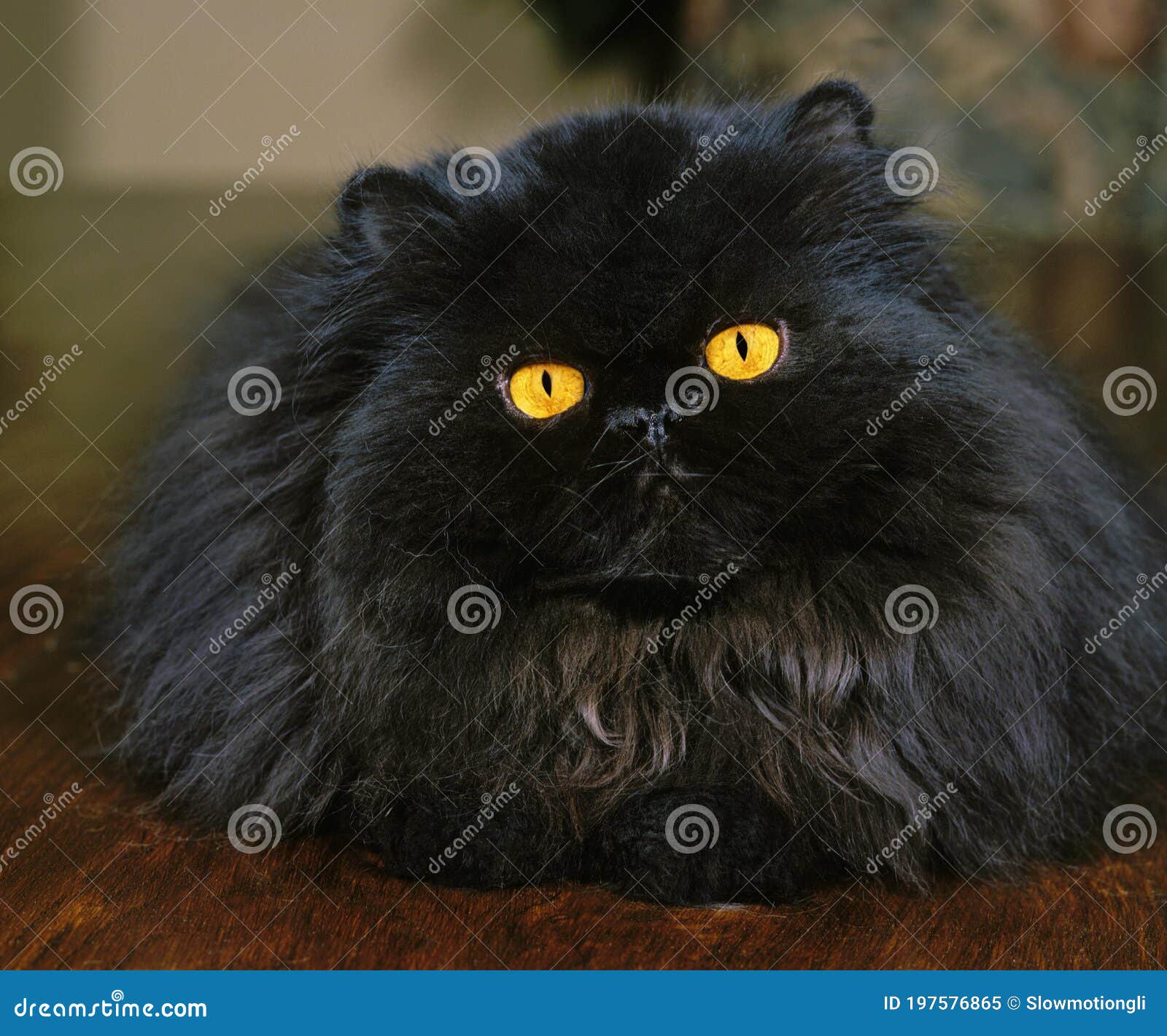 Черная персидская кошка