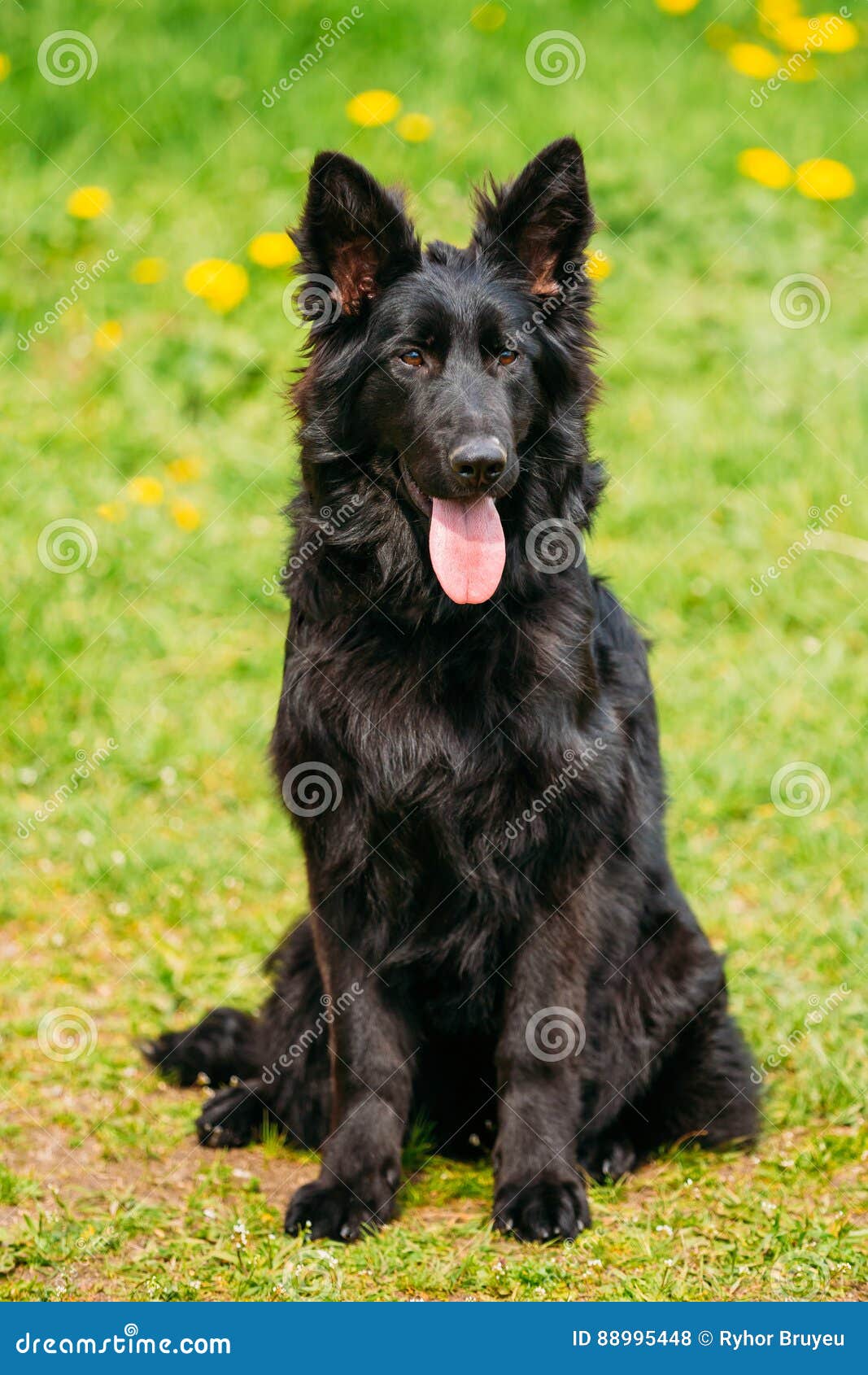 Черная собака немецкой овчарки сидит в зеленой траве Эльзасская собака  волка Стоковое Фото - изображение насчитывающей разведенными, солнечно:  88995448