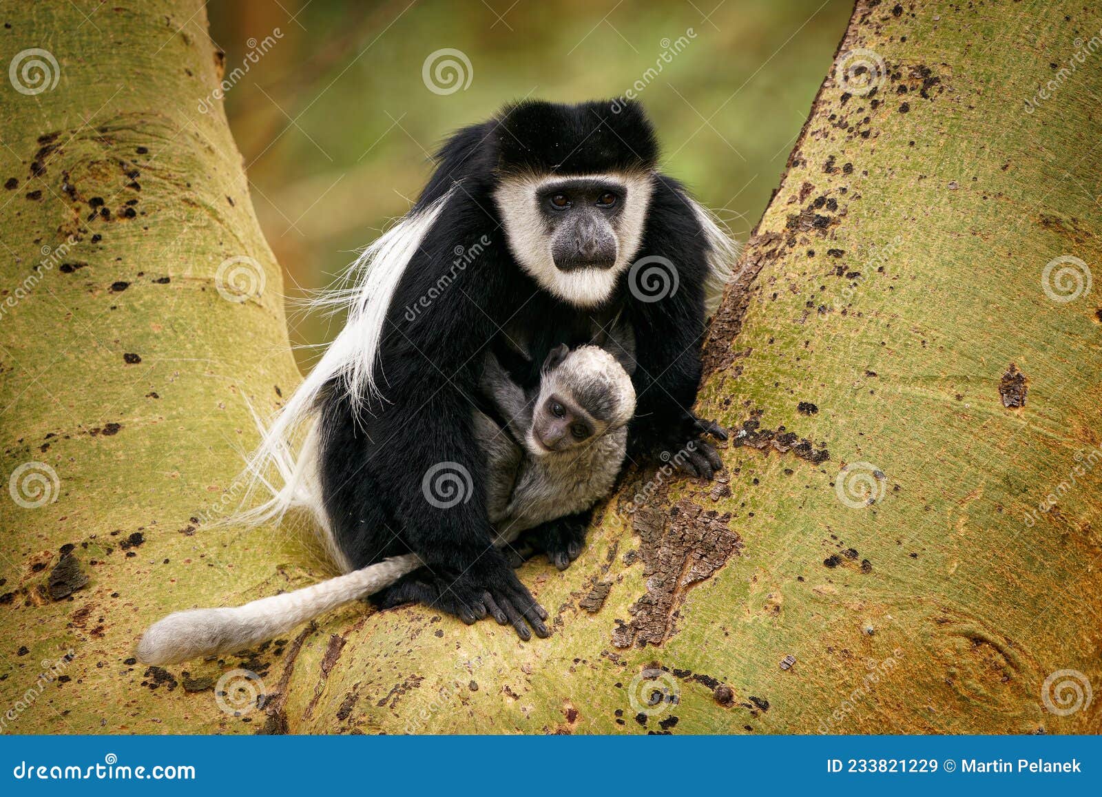 черно-белая колобус или колобий-колобус-гуереза, родом из Африки, связанная  с красной колобусской обезьяной длинной пилиолобус Стоковое Изображение -  изображение насчитывающей перемещение, мило: 233821229