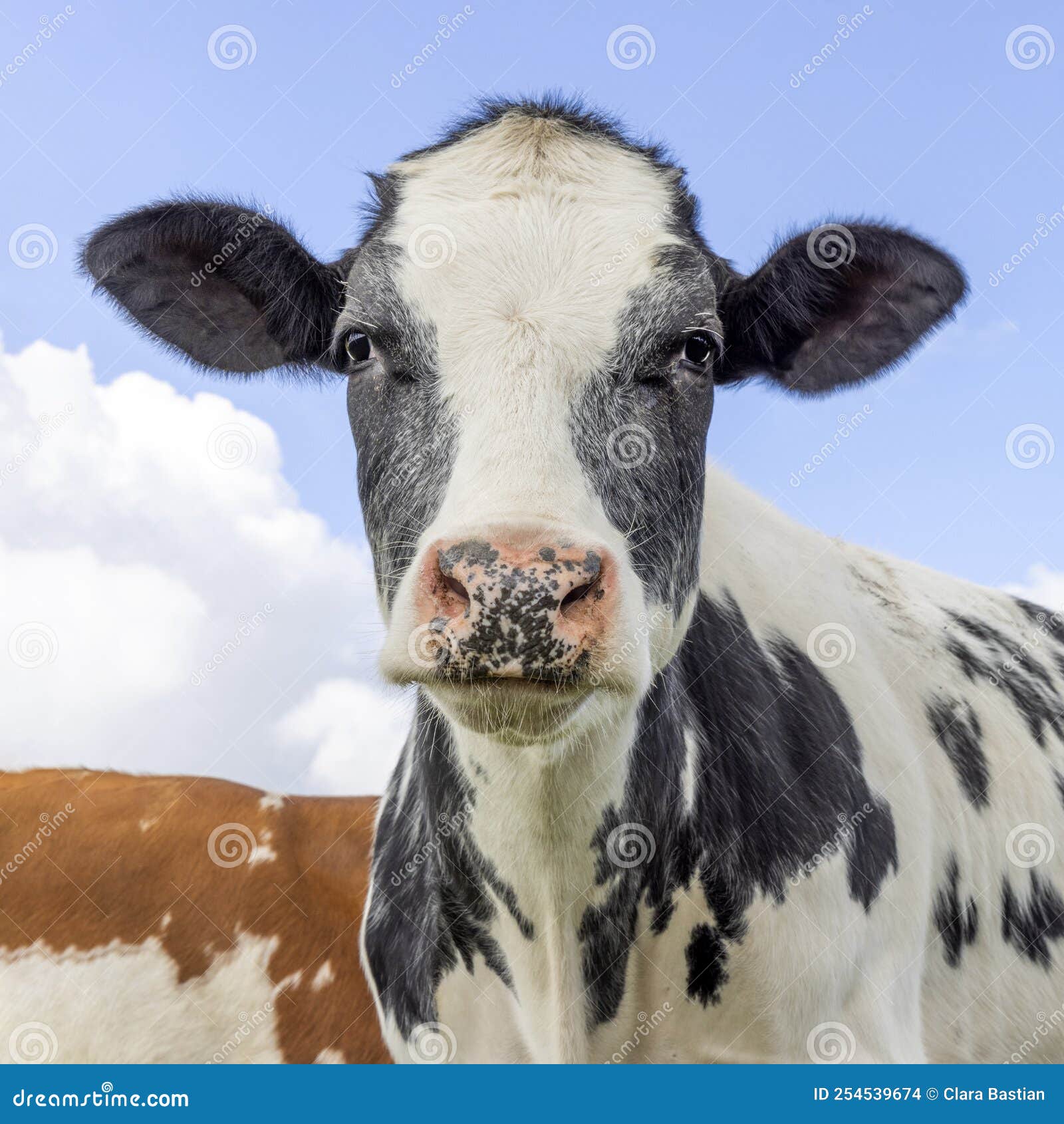 Как выглядит лицо коровы Monsieur Cheu La vache YouTube