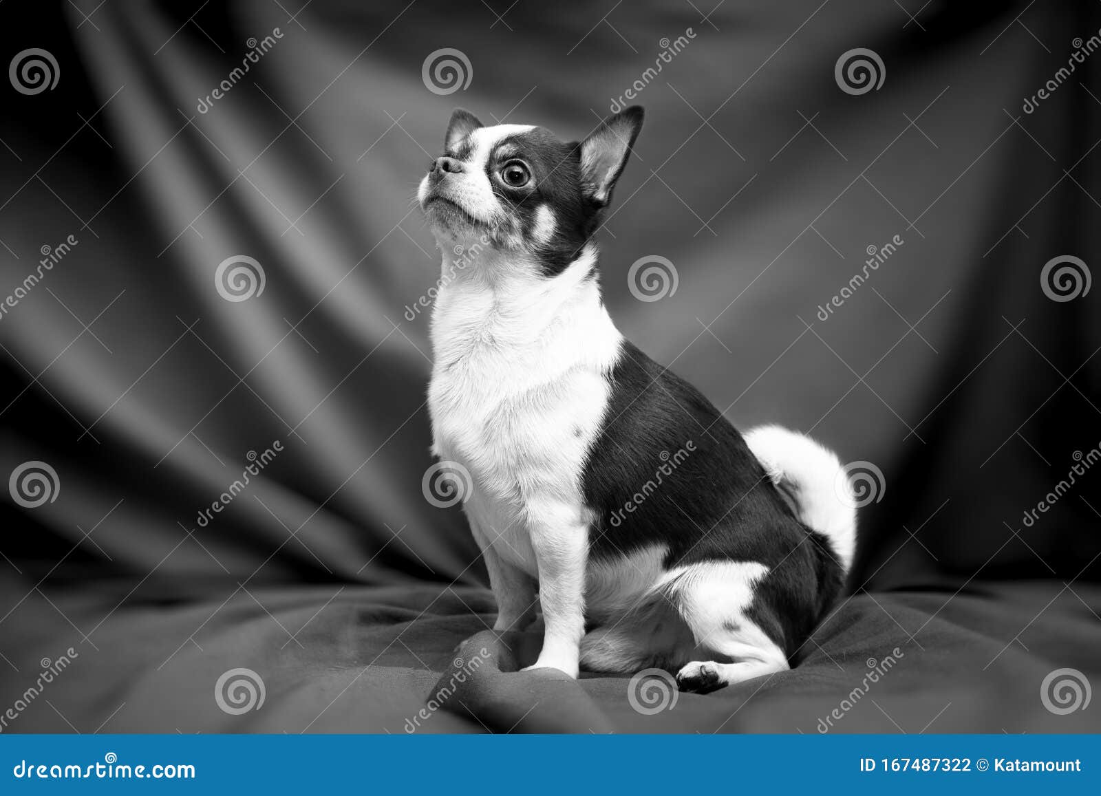 Черно-белую фотографию сидит собака чихуахуа Стоковое Фото - изображение  насчитывающей сладостно, ровно: 167487322