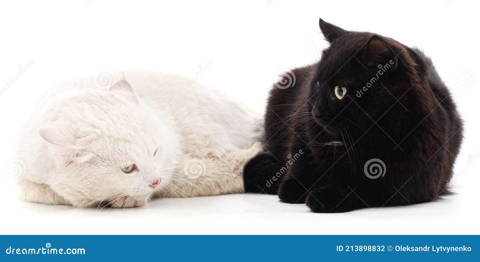 Фото Черных Белых Кошек Фото Черных Белых Кошек