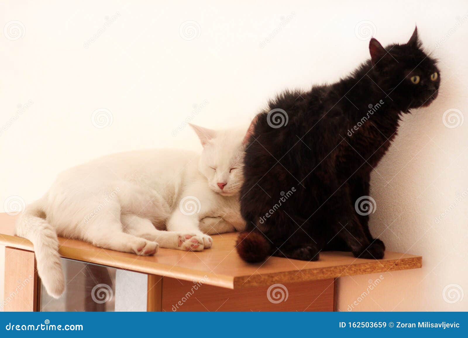 Фото Черных Белых Кошек Фото Черных Белых Кошек