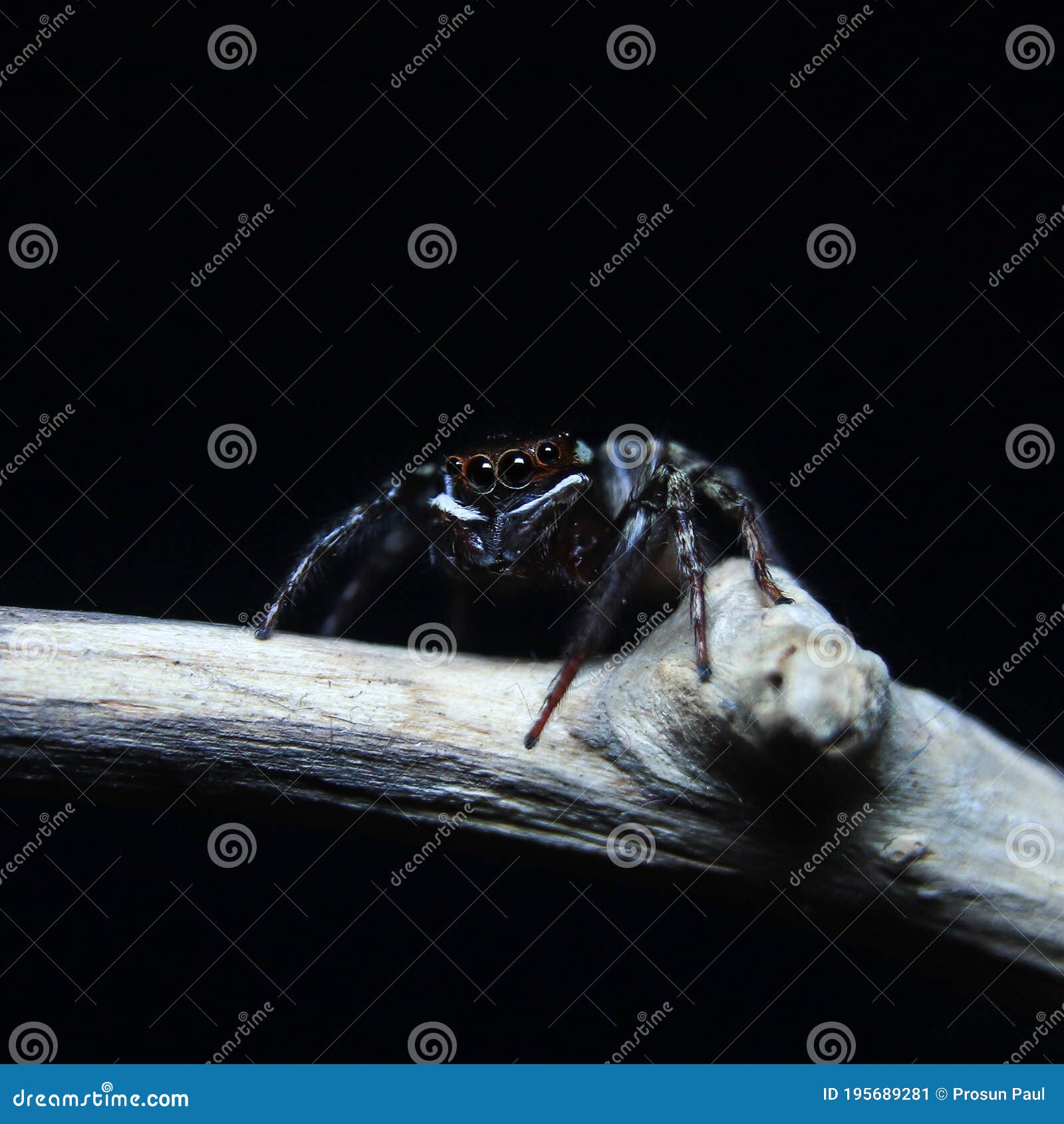 Черно-белый паук дома на фотографии макротипа отрасли Стоковое Изображение  - изображение насчитывающей бобра, взорвать: 195689281
