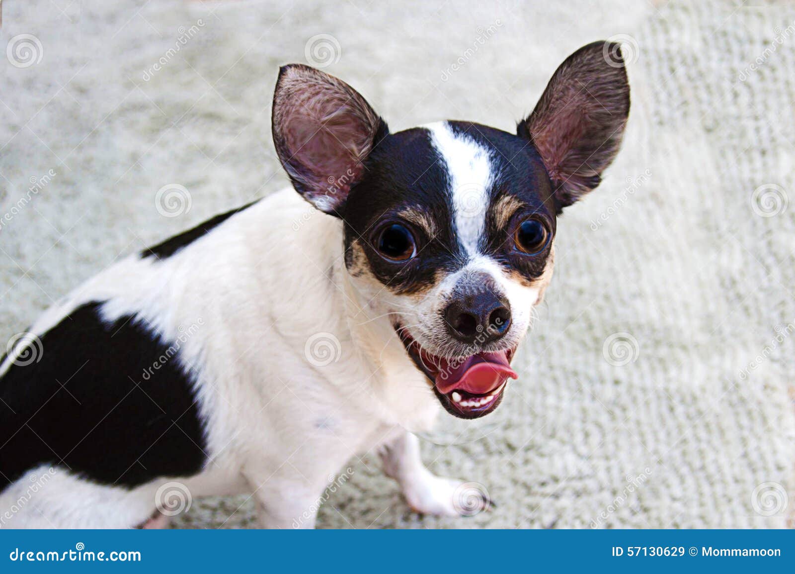 Черно-белая собака чихуахуа Стоковое Изображение - изображение  насчитывающей молодо, чихуахуа: 57130629