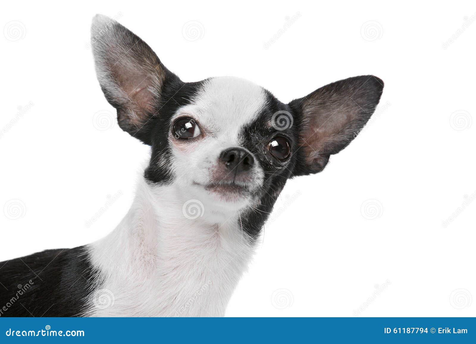 Черно-белая собака чихуахуа Стоковое Фото - изображение насчитывающей  волосатый, краткость: 61187794