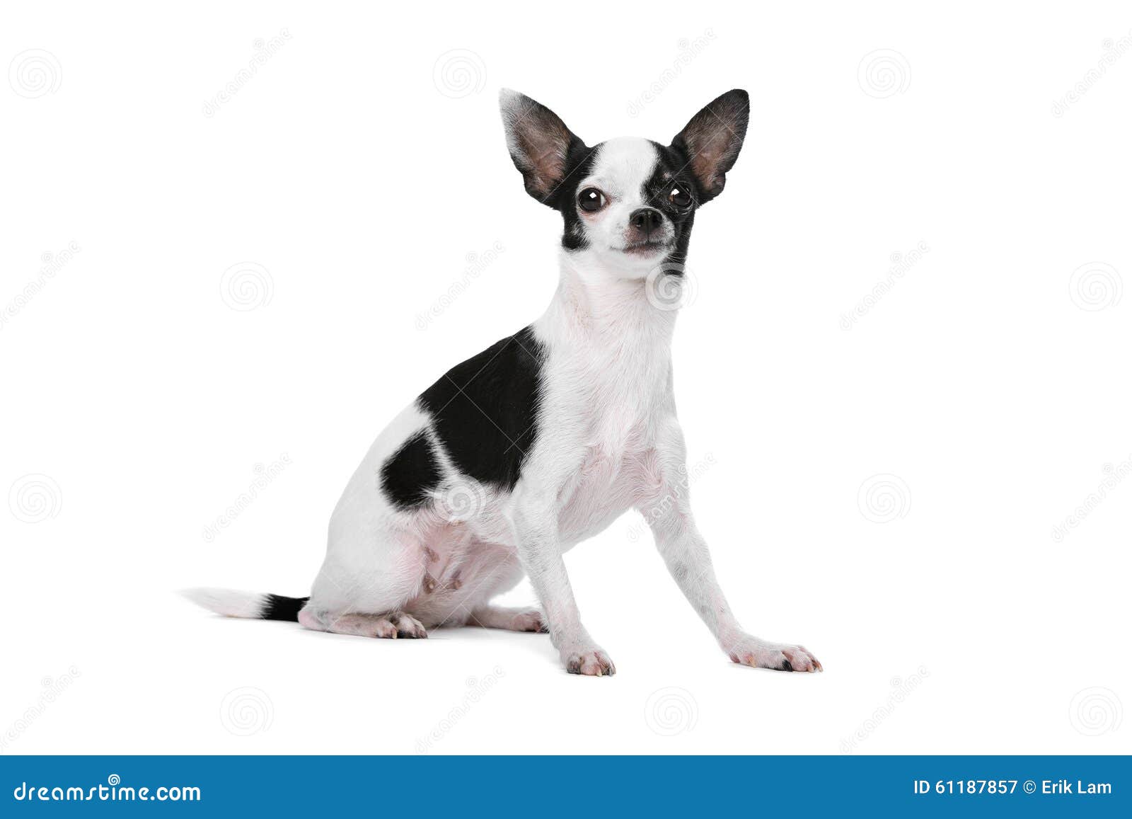 Черно-белая собака чихуахуа Стоковое Изображение - изображение  насчитывающей собач, краткость: 61187857