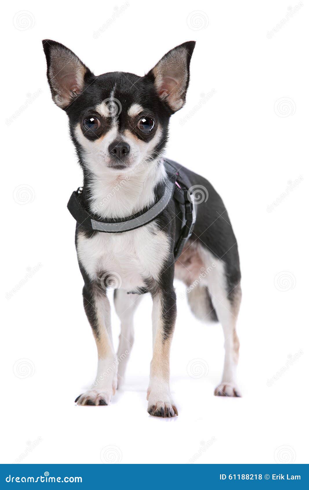 Черно-белая собака чихуахуа Стоковое Фото - изображение насчитывающей  волосатый, млекопитающее: 61188218