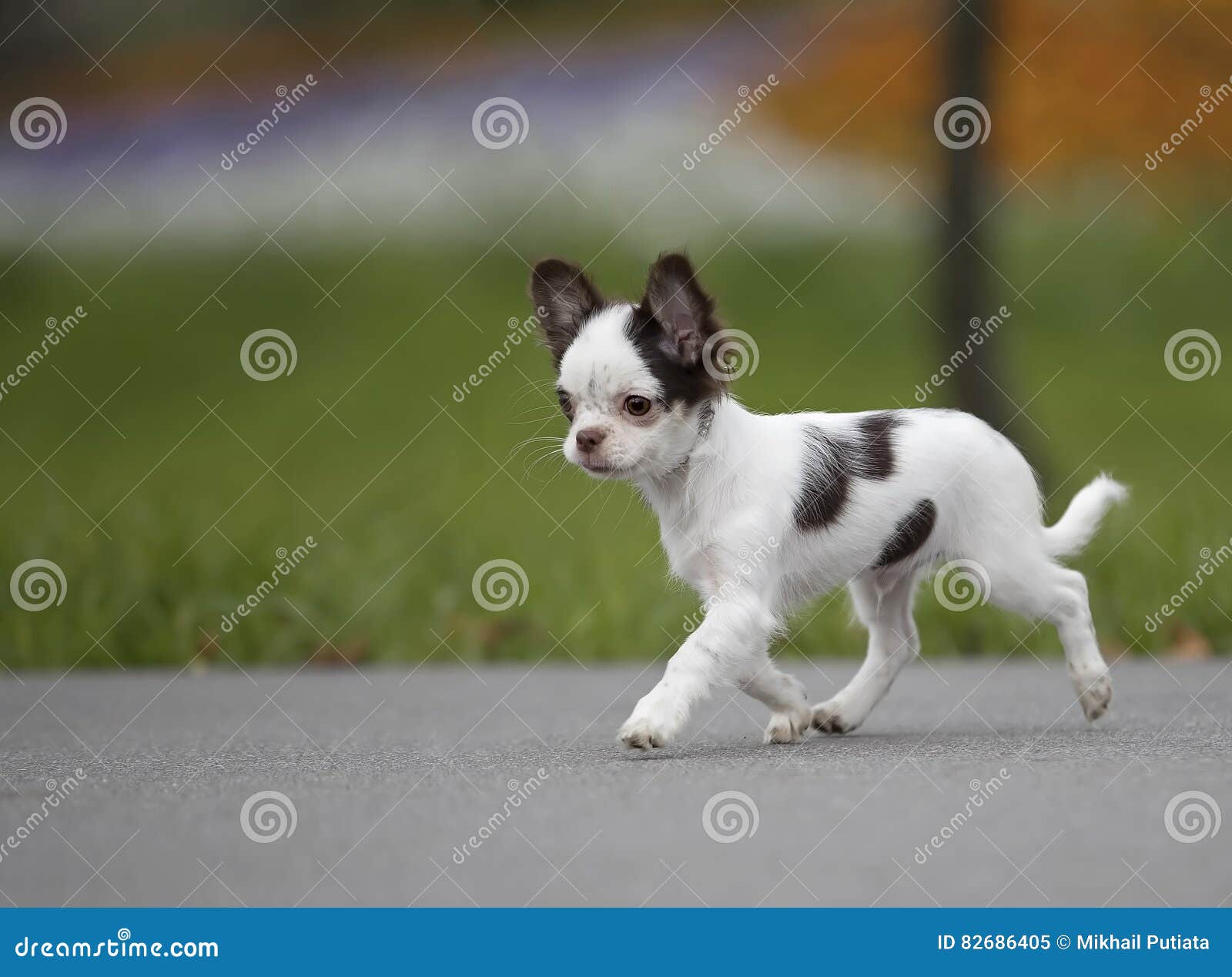 Черно-белый идти щенка чихуахуа Стоковое Изображение - изображение  насчитывающей одиночно, прелестное: 82686405