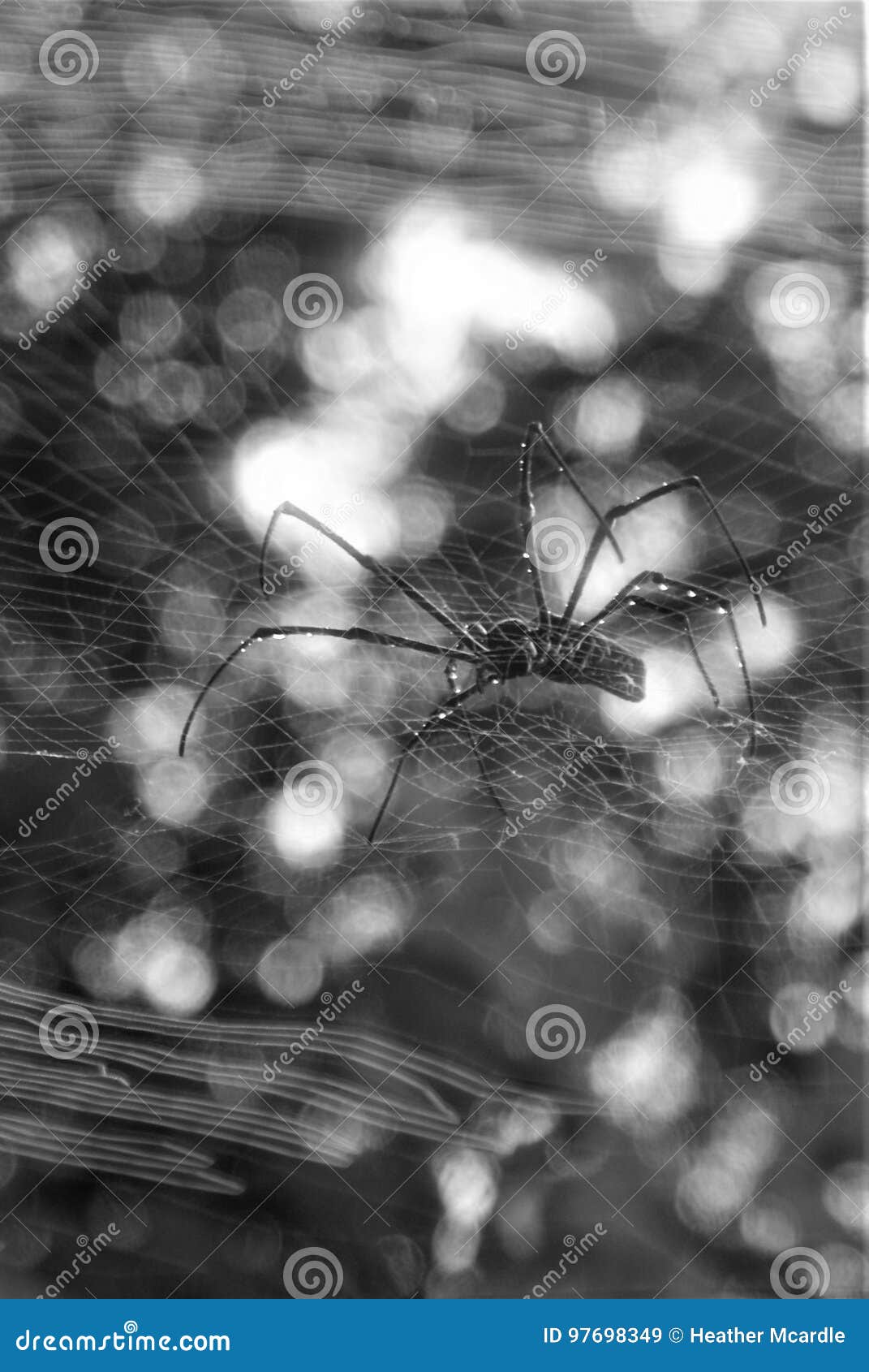 Черно-белый паук и сеть стоковое изображение. изображение насчитывающей  костюм - 97698349