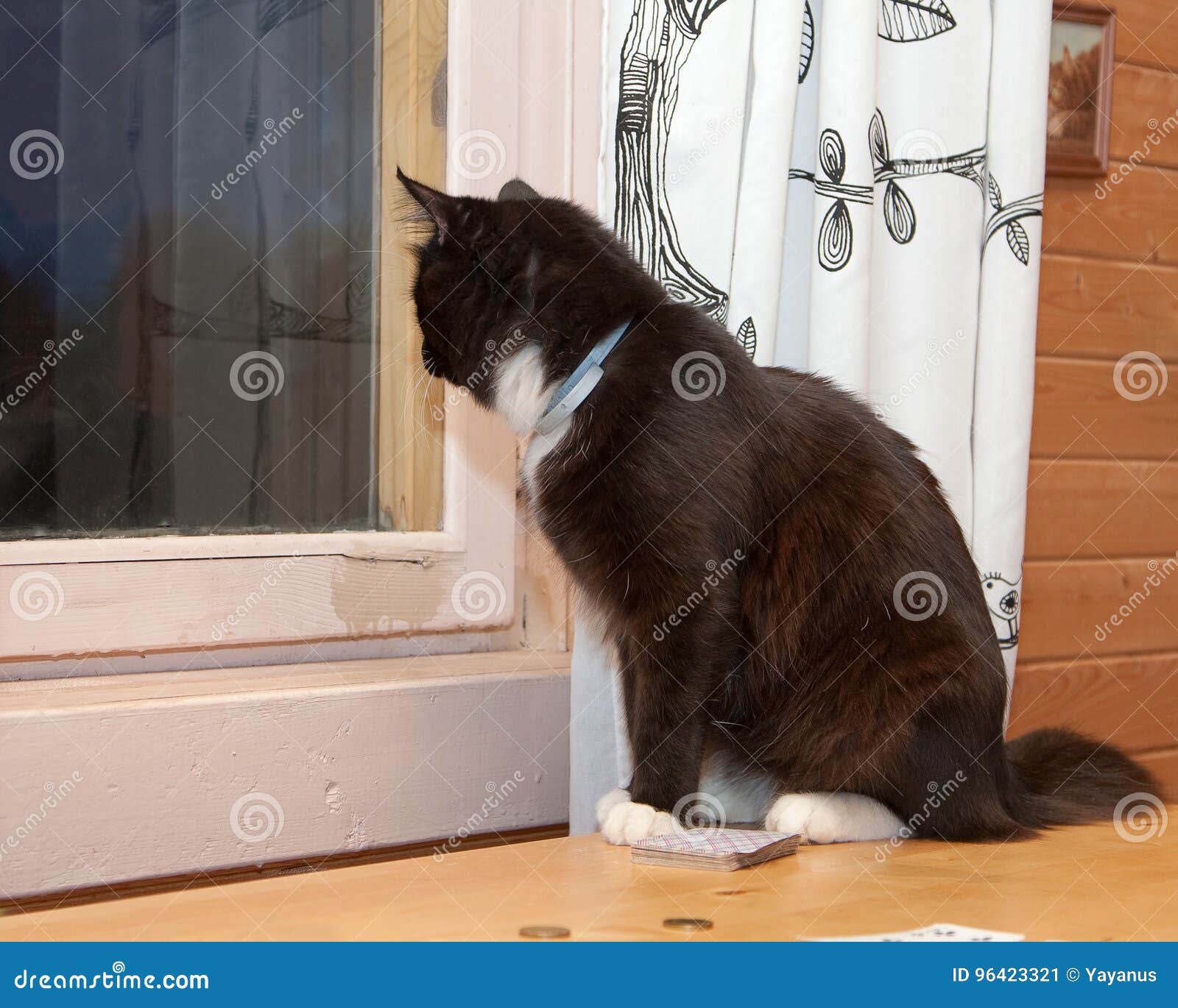 Что значит если кот сидит. Кот сидит в коридоре. Кот сидит перед дверью. Котик сидит в комнате. Кошка лежит около двери.